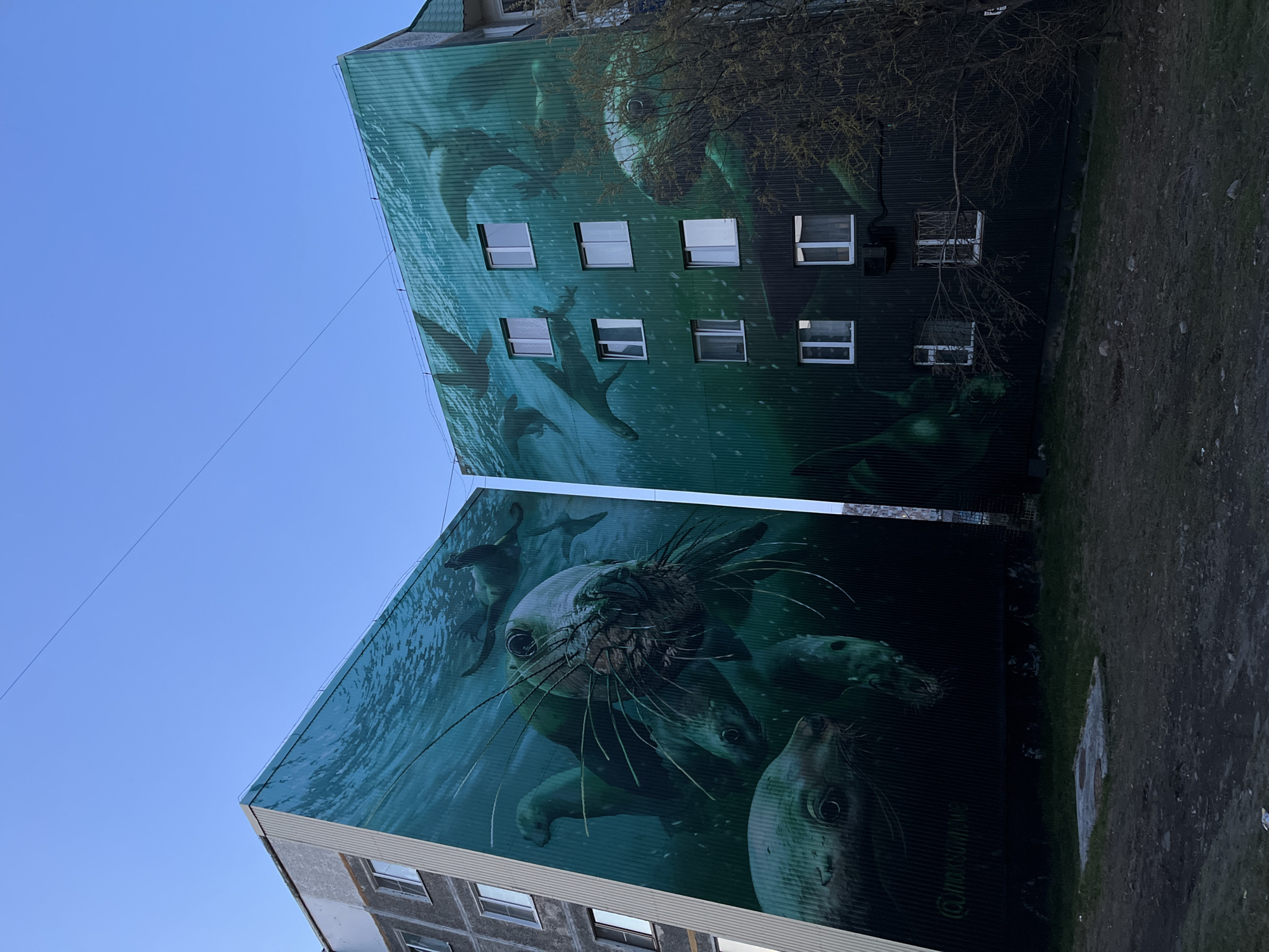 A low-angle shot depicts two buildings in Petropavlovsk-Kamchatsky, Russia. Both buildings display large murals of seals in an underwater environment. The murals cover most of the buildings' sides, extending to the top floors. Windows are visible on the sides of both buildings, breaking up the mural design. The sky is a clear blue, and a power line stretches across the frame. The ground appears to be a mix of grass and dirt. The mural art is signed in Cyrillic, likely identifying the artist. A few bare branches of a tree are also visible near the top of the right-hand building.