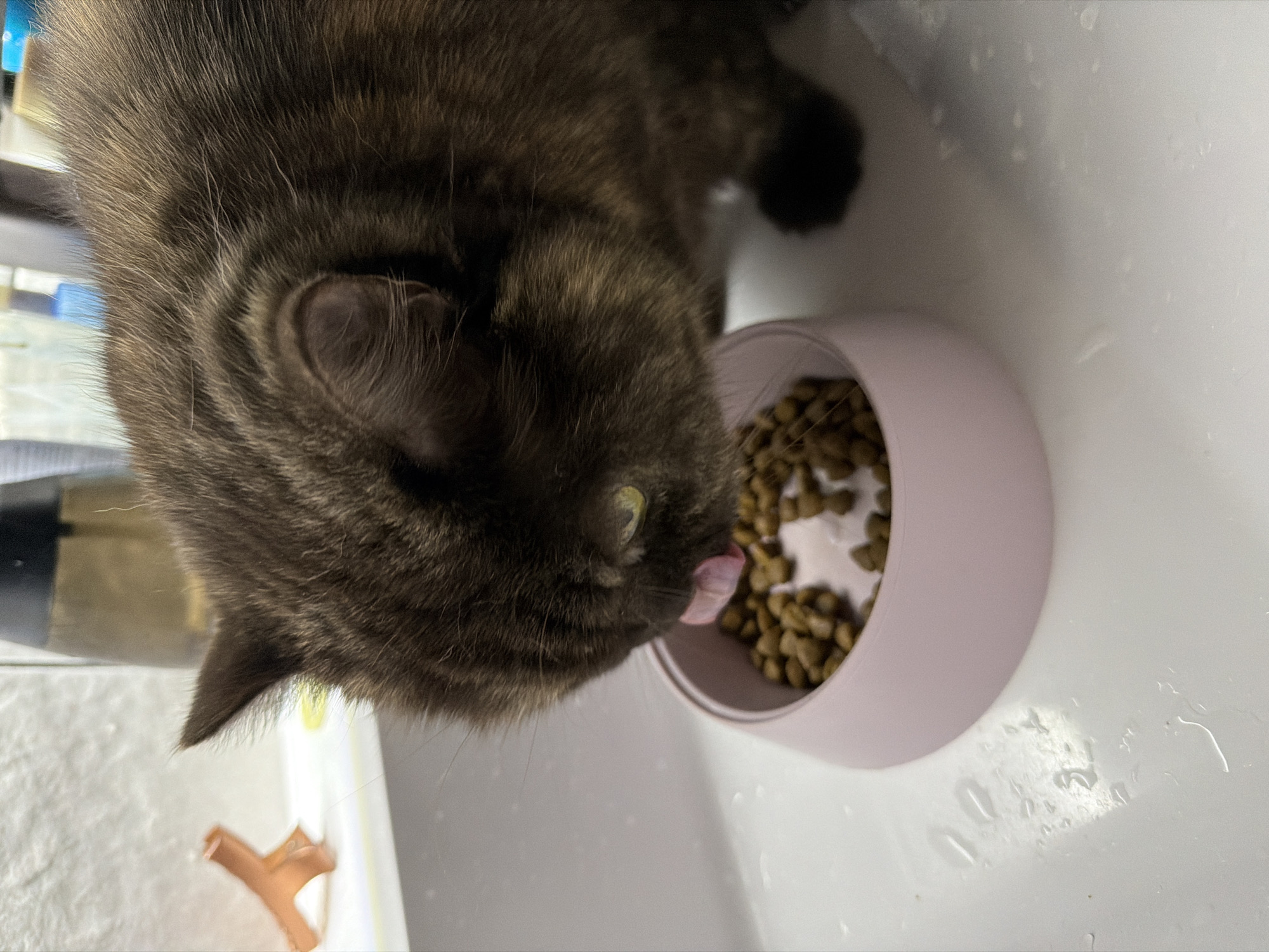 A gray-brown cat is eating from a light pink bowl filled with dry cat food. The cat is licking its mouth with its tongue. The bowl is on a white surface, possibly a sink or countertop, with some water droplets present. An orange plastic object is visible in the lower left corner of the frame. The location in the city of Chaikovsky, Russia is not discernible from the image.