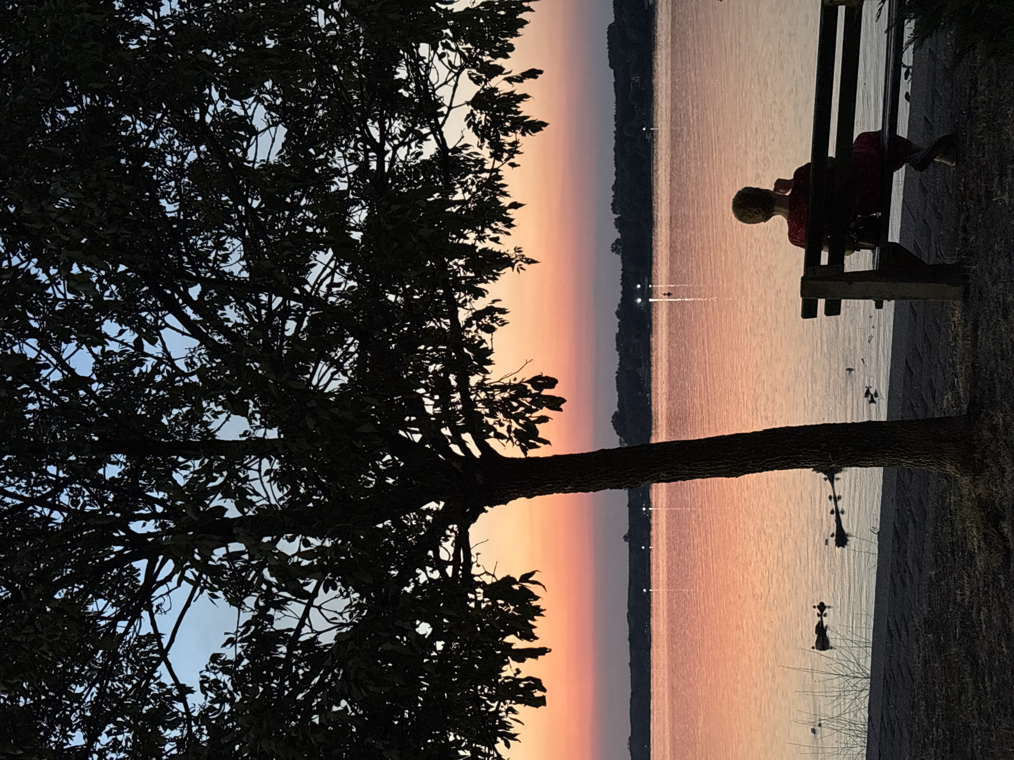 This image captures a serene sunset scene by the Sava River in Belgrade, Serbia. In the foreground, the silhouette of a large tree with dark leaves frames the view. To the right, a person sits on a wooden bench facing the water, appearing to be in contemplation. The water reflects the warm hues of the sunset, which displays shades of orange, pink, and blue in the sky. The background shows a dark treeline along the opposite bank of the river, with a few distant lights visible. Several small birds are perched on logs in the water near the shore. The overall atmosphere is tranquil and peaceful, indicative of an evening by the river.