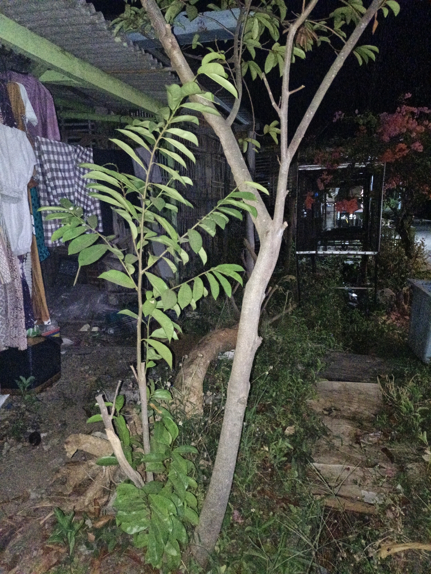 The image captures an outdoor scene at night in Cikal, Indonesia. A young tree with light green leaves stands in the foreground, its trunk prominently positioned slightly off-center to the right. To the left of the tree, laundry hangs on a line under a corrugated metal roof supported by green beams. The laundry includes various garments and fabrics, such as a purple piece of clothing, a white shirt, and a black and white checkered fabric. Behind the tree, in the mid-ground, a wooden structure resembling a cage or trellis is visible, with some pink flowers and greenery around it. The ground is covered in soil, dried leaves, and some scattered debris. A wooden plank walkway is visible further back and to the right, partially obscured by dense vegetation. The overall lighting suggests it is nighttime, with artificial light sources illuminating parts of the scene.