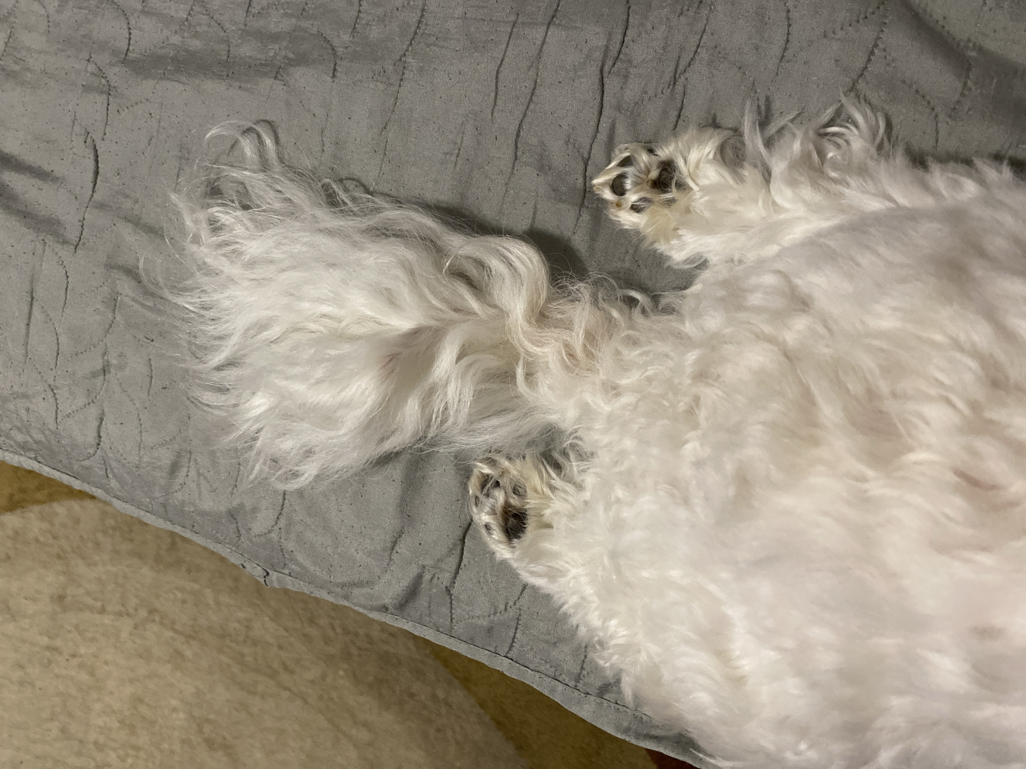 The image captures a close-up, high-angle view of a white, fluffy dog resting indoors. The dog, likely a small to medium breed, is lying on its back or side on a gray quilted blanket or dog bed. Its long, shaggy white fur covers most of the frame, appearing soft and dense.
The dog's bushy tail, with its distinctive curly fur, is prominently visible on the left side of the frame. Two paws are also clearly visible: one near the top right and another towards the bottom center. Both paws have dark pads, and the fur around them is white, showing some slight darkening or dirt on the pads. The dog appears to be in a state of deep relaxation or sleep.
The gray surface beneath the dog features a stitched pattern of irregular, wavy lines, adding texture to the bedding. To the bottom left, a section of a light beige or tan carpet or floor is visible, suggesting the dog bed is placed on the floor. The lighting is soft and ambient, indicating an indoor setting. There is no visible text in the image.