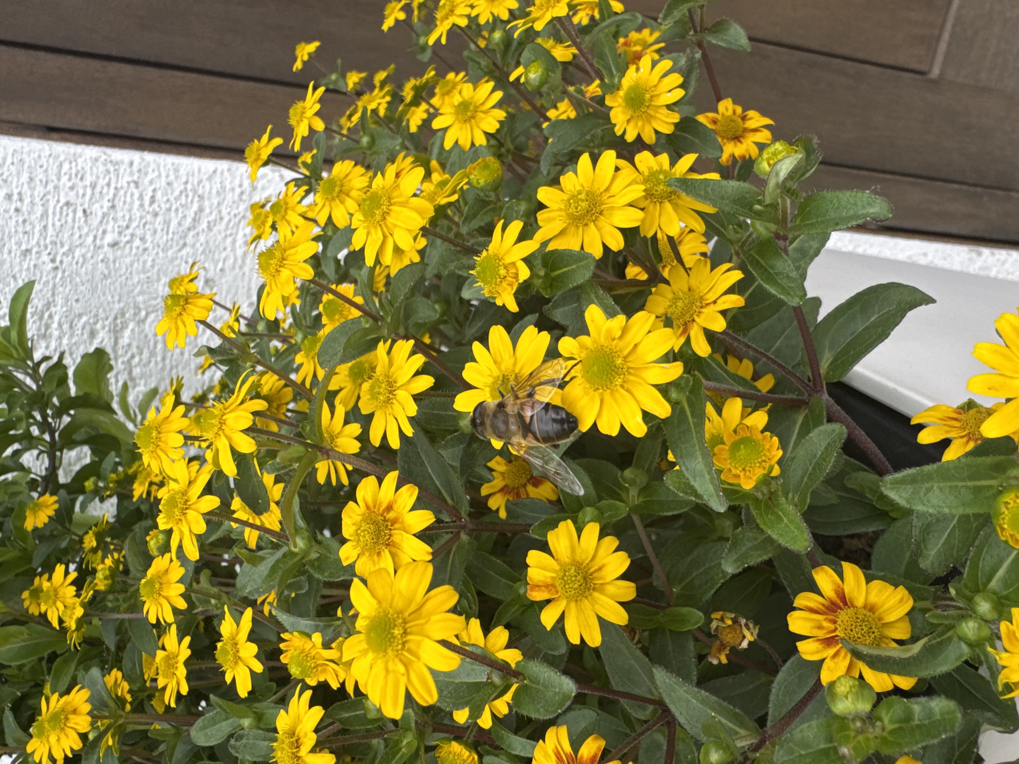 A close-up shot captures a cluster of vibrant yellow flowers with brown centers, likely in Hohenbrunn, Germany. A bee, with translucent wings and a striped abdomen, is perched on one of the flowers, its body angled towards the viewer. The flowers are densely packed, with green leaves and some buds interspersed throughout. In the background, a textured white wall and a dark brown wooden surface are visible, suggesting an outdoor setting possibly on a building facade or structure. The lighting appears natural, casting soft shadows and highlighting the textures of the petals and foliage.