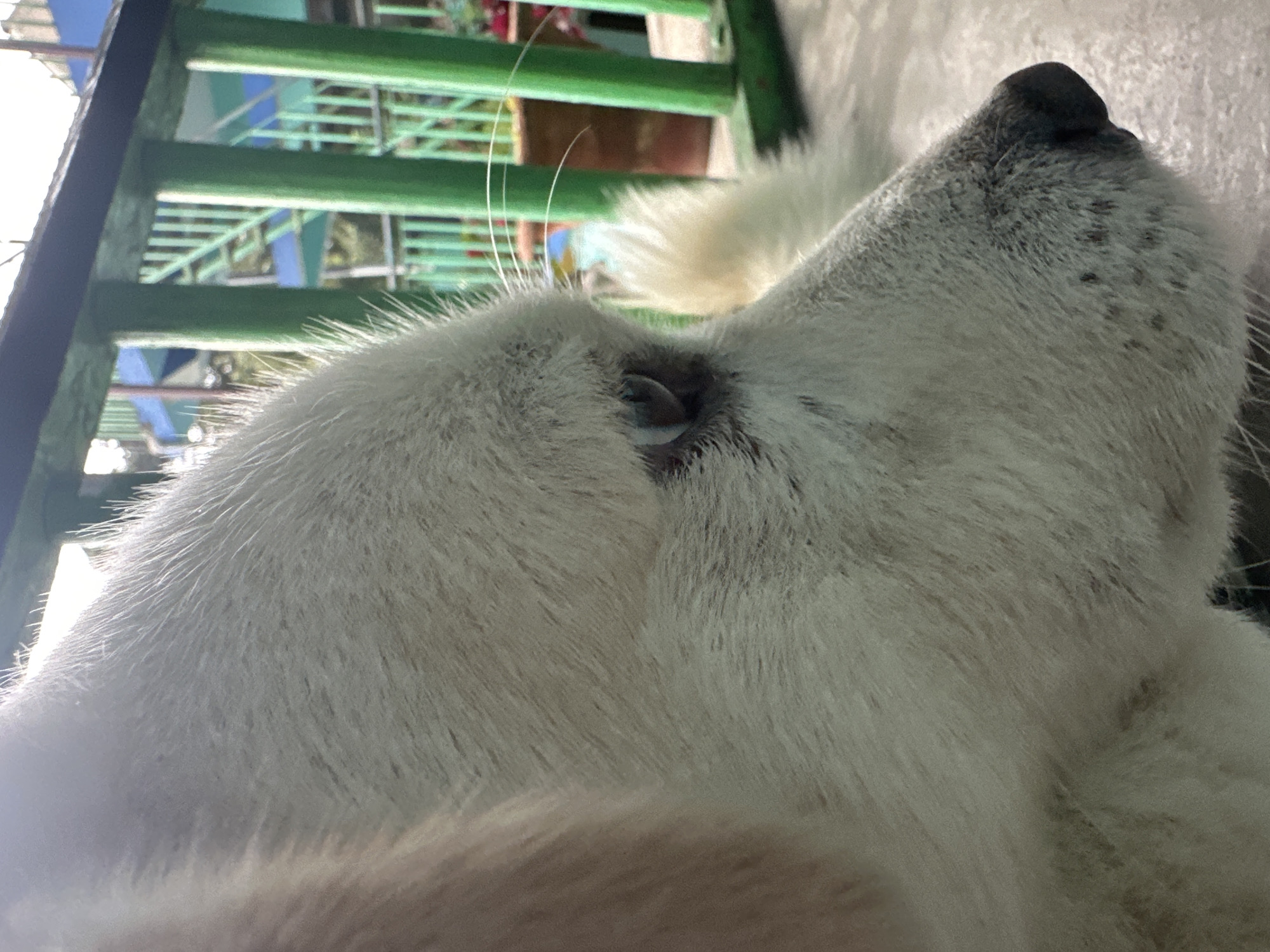 A close-up, side-profile shot captures a white dog's face. The dog's fur is fluffy and light in color, with some darker speckles visible on its nose. The dog's eye, which is a light blue-grey, is clearly visible and appears alert. In the background, a green railing with vertical posts is prominent, behind which a blue structure and some greenery can be seen, suggesting an outdoor setting, possibly a yard or patio. The lighting suggests it is daytime.