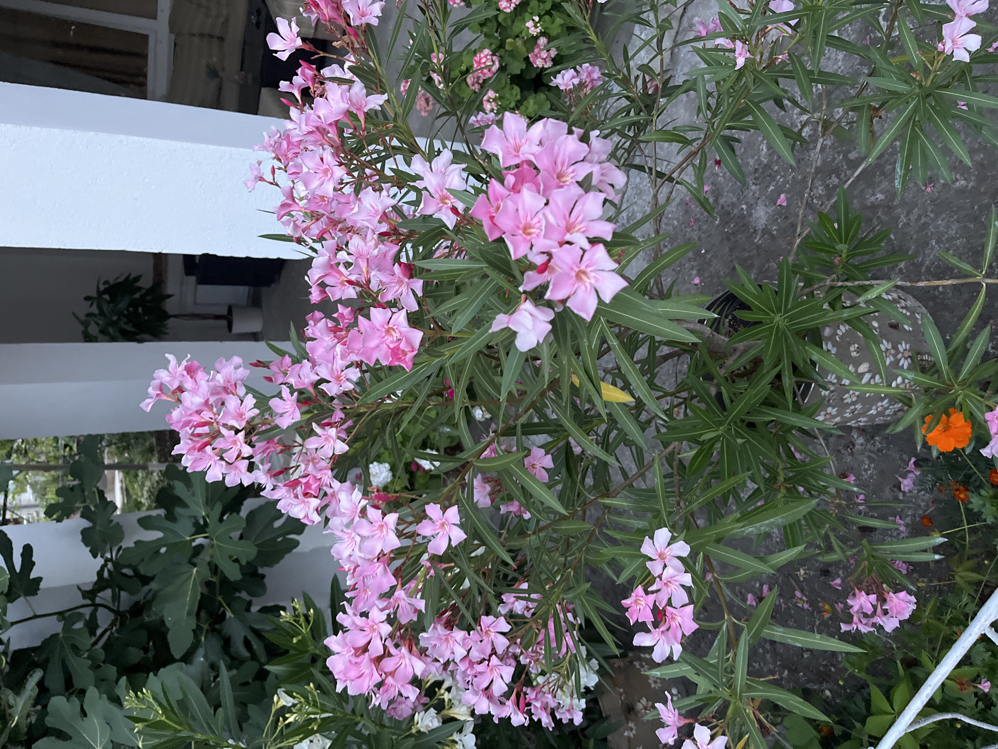 A medium shot captures a vibrant pink oleander bush in full bloom, its delicate petals creating a soft, romantic display. The bush is planted in a decorative pot, partially visible at the bottom of the frame. The background reveals a porch or patio area, with white columns and a hint of indoor space, suggesting a residential setting. The overall impression is one of lush, natural beauty within a man-made environment, likely a home or guesthouse in Obzor, Bulgaria. The light is diffused, indicating it might be late afternoon or early morning.