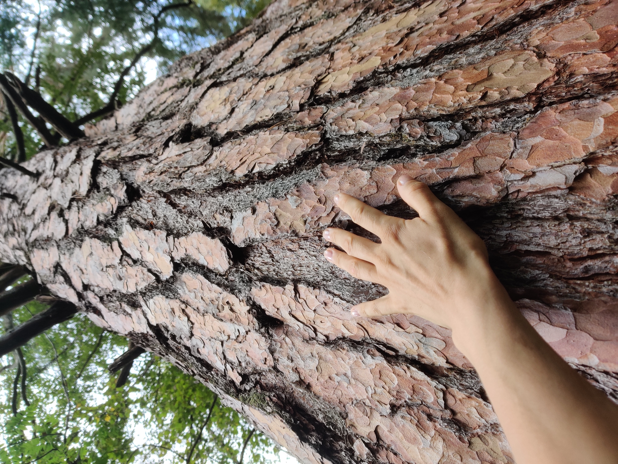 In Bazhukovo, Russia, a person's left hand, with manicured fingernails, rests on the textured bark of a large tree. The hand is positioned in the lower left quadrant of the image, palm down, with fingers extended and slightly curved, touching the rough, fissured surface of the tree trunk. The bark displays a mosaic of reddish-brown and greyish-brown scales, with deep crevices running vertically. The camera angle is from below, looking up the tree, with branches and green foliage visible in the out-of-focus background against a bright, overcast sky. The scene captures a moment of tactile interaction with nature in a wooded environment.
