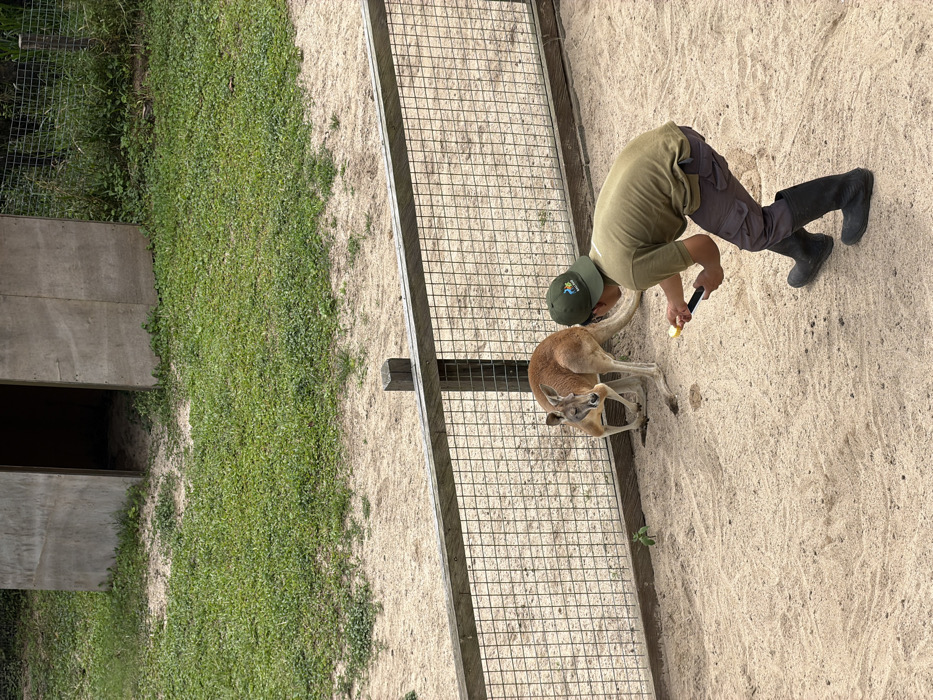 A man in a green shirt and hat, dark pants, and black boots bends over to feed a kangaroo. The kangaroo stands on sandy ground near a wire fence. Green grass and a concrete structure are visible to the left. The man uses a tool to provide the kangaroo with what appears to be a yellow treat. The scene seems to be within a zoo or wildlife park enclosure.