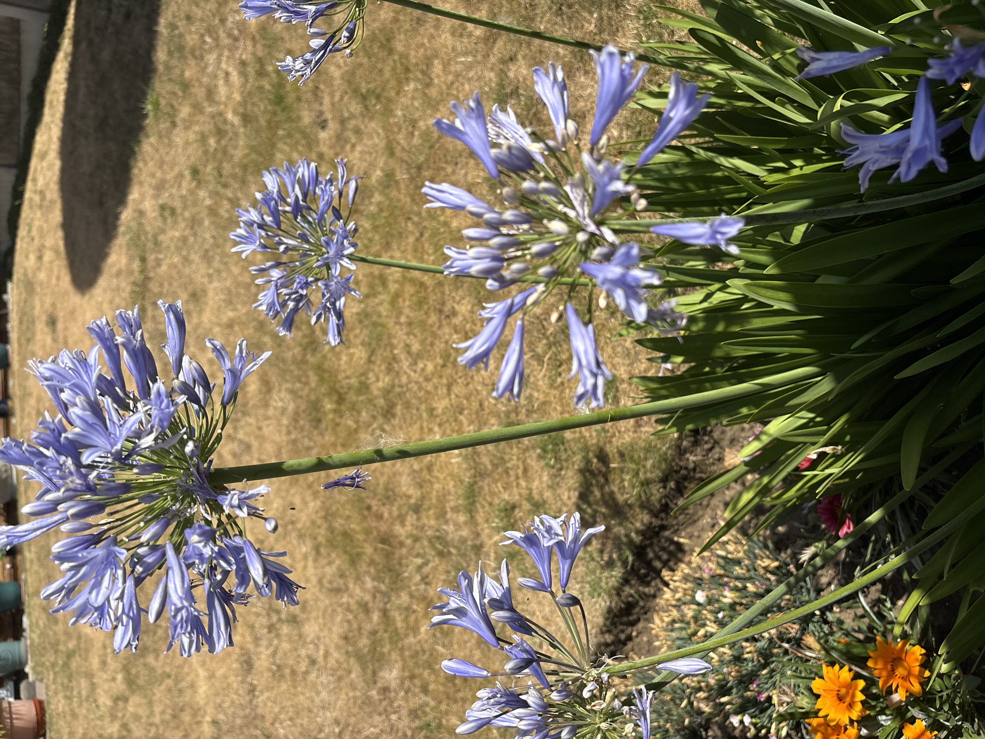 The image shows a close-up view of several Agapanthus flowers in bloom, with their characteristic spherical clusters of blue, trumpet-shaped blossoms. The flowers are in various stages of opening, with some fully bloomed and others still in bud. The stems are thick and green, supporting the weight of the flower heads. The background is a dry, brown lawn, indicative of a sunny and possibly warm climate. In the foreground, there are also some orange Gazania flowers visible, adding a contrasting splash of color. The lighting suggests it is daytime, with shadows cast across the lawn. The overall scene depicts a well-maintained garden, likely in a residential area. Given that the request specifies Chelmsford, United Kingdom, this scene is likely from a garden within that city. No people or specific urban features are identifiable in the image, beyond the implication of a garden setting.