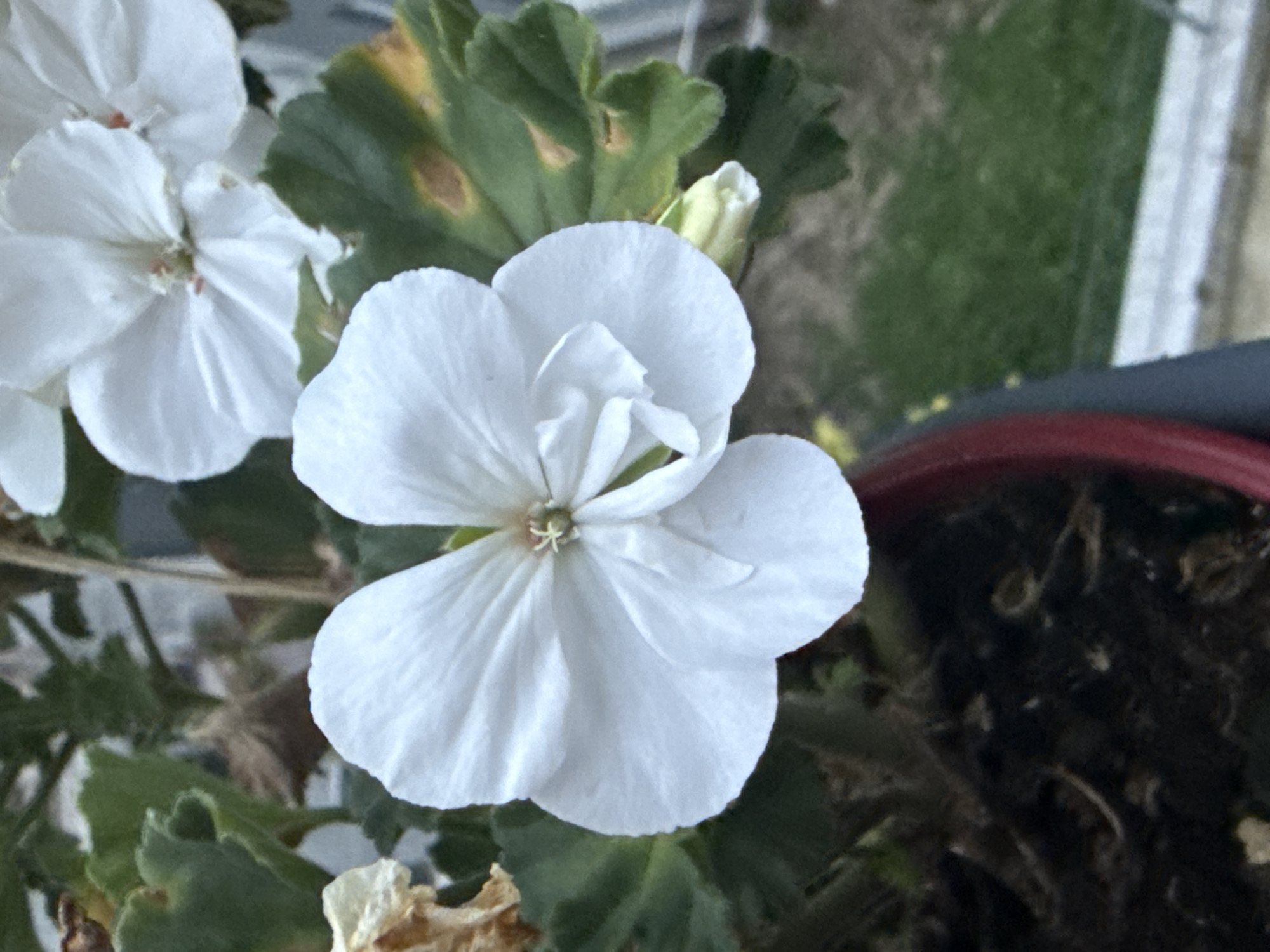 A close-up, eye-level, medium shot captures a white geranium bloom. The flower, with its five delicate petals, is the central focus of the image. The petals are layered and slightly curled, revealing a hint of the flower's intricate center. Behind the main bloom, another white geranium is partially visible, suggesting a cluster of flowers. The leaves of the plant are a deep green, with some showing signs of yellowing or browning, indicating potential age or stress. The plant is housed in a dark red pot, with some of the dark soil visible in the foreground. The background is blurred, showing hints of greenery and what appears to be a windowsill or ledge, suggesting an outdoor or balcony setting. The lighting appears to be natural, casting soft shadows. There are no people or animals present in the image.