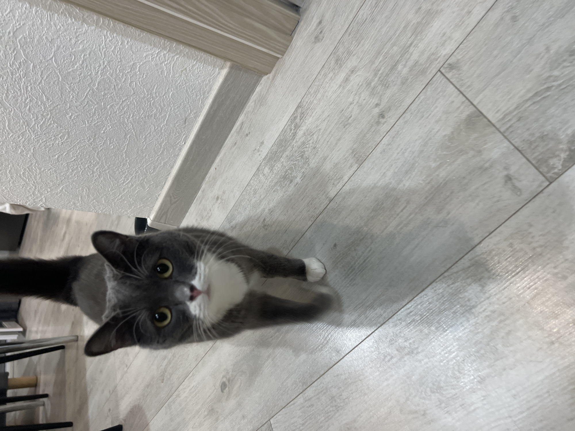 A gray and white cat is looking up at the camera from a light gray wood-look floor in a room with white walls. A black metal table and chair set is partially visible in the lower left corner. The location is possibly a residence in Tyumen, Russia.