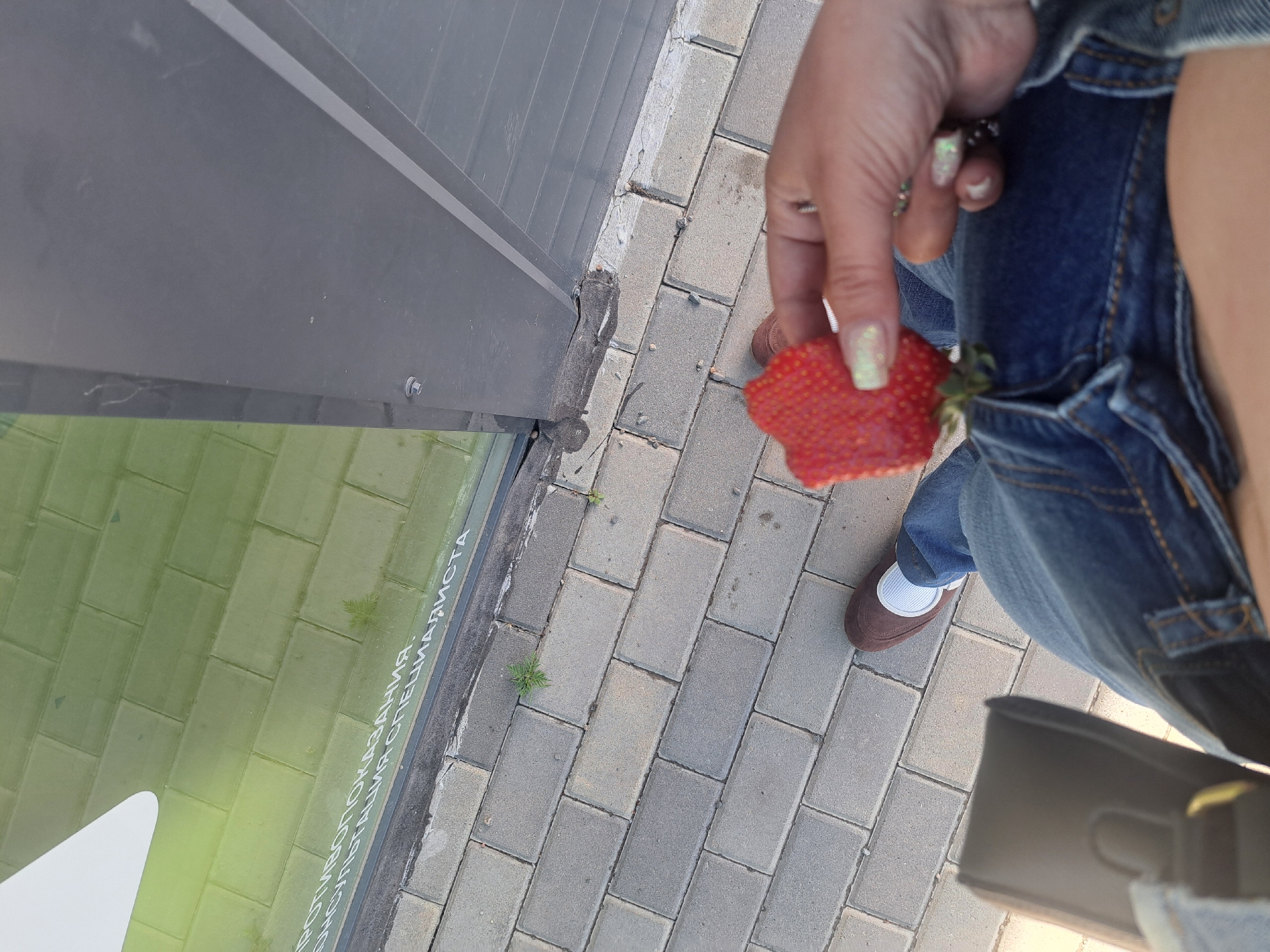 A person stands on a brick-paved area in Leningradskaya Oblast, Russia, holding a strawberry in their right hand. The individual is wearing blue jeans and brown shoes with white socks. A black purse is partially visible near the person's right leg. To the left is a glass pane with text written on it in Russian. A portion of a grey wall is also visible.