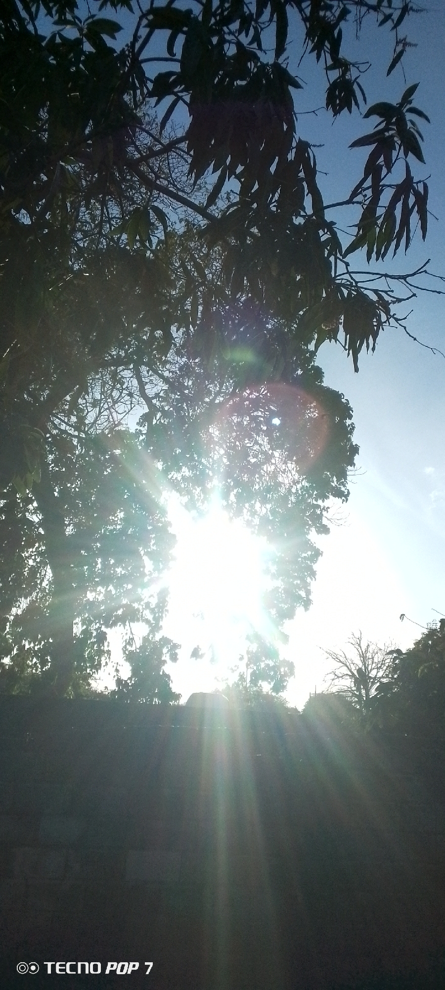 The image captures a bright sun shining intensely through the dense foliage and branches of trees, creating a strong silhouette effect and prominent sunbeams. The sun is positioned behind a large tree in the center, causing significant lens flare and radiating light rays that spread across the lower and central parts of the frame. The leaves and branches of the trees are silhouetted in dark tones against the brilliant sunlight and the clear, light blue sky visible towards the upper right.
A dark, indistinct horizontal band, possibly a wall or fence, stretches across the bottom portion of the image, partially obscured by the sun's glare. Another tree, appearing more bare with visible branches, is silhouetted against the sky on the right side. The dramatic lighting, characterized by intense, low-angle sun rays, suggests either early morning or late afternoon, indicative of sunrise or sunset on a clear day. The scene depicts a natural outdoor environment, consistent with locations like Altagracia, Venezuela.
No human activity or specific event is taking place, emphasizing the natural interplay of light and shadow. The only visible text is a watermark "◎ TECNO POP 7" in the bottom-left corner, indicating the device used for capture.