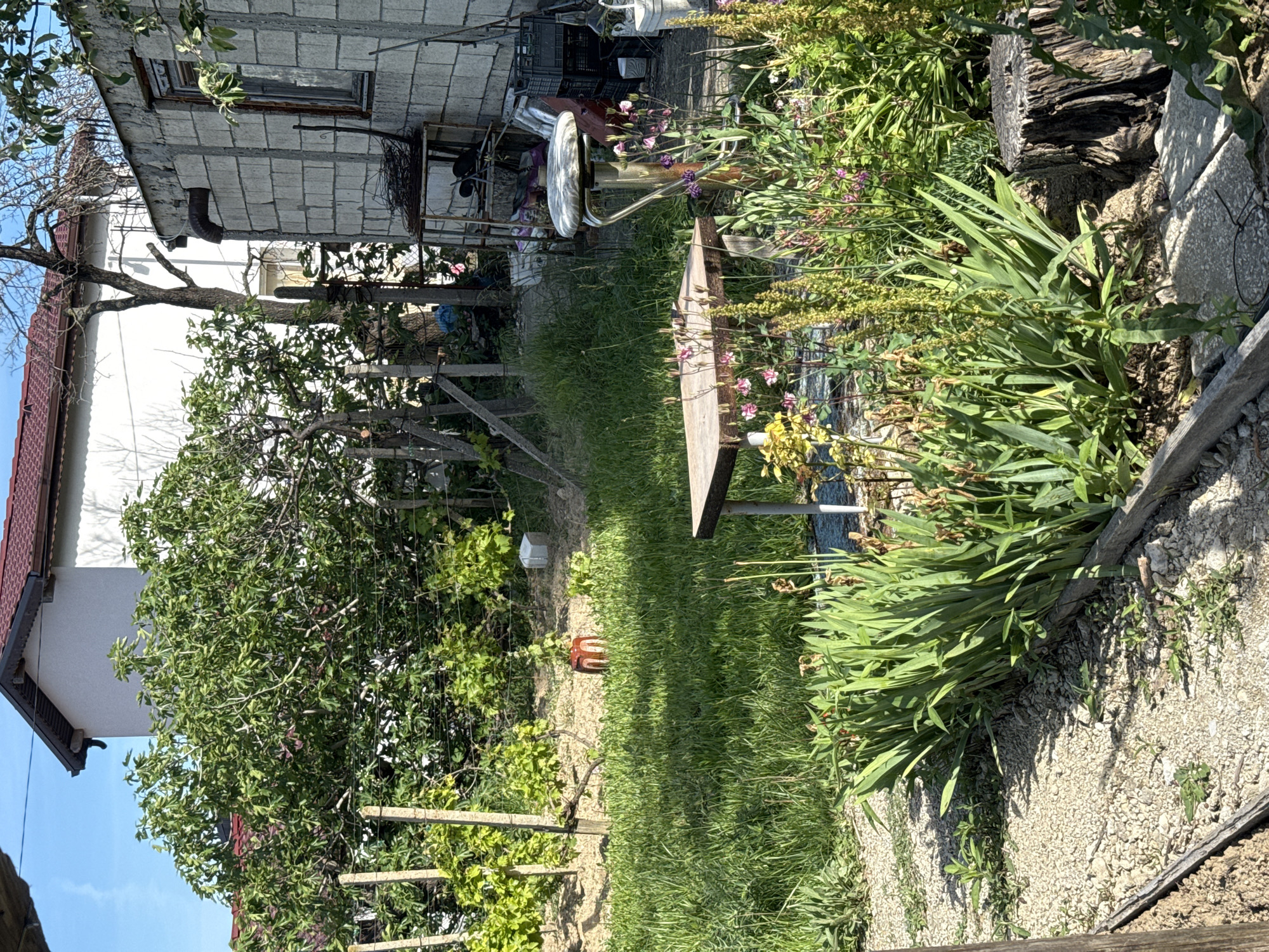 The image depicts a backyard in Varna, Bulgaria. A two-story building with a red-tiled roof and a white, possibly newer addition stands on the left. To the right, a gray cinderblock structure with a window is visible. A tangle of trees and vines occupies the foreground, partly obscuring a grassy area. Various objects, including a large metal musical instrument (possibly a tuba or sousaphone), rest against the cinderblock structure. A small wooden table with a pointed edge is positioned in the middle of the grassy area. To the right, garden beds border the grass, with mixed foliage and a stone edging. The ground is covered in gravel near the edge. The lighting suggests a sunny day. A garden fork is on the ground. A trellis is partially visible in the lower left corner.