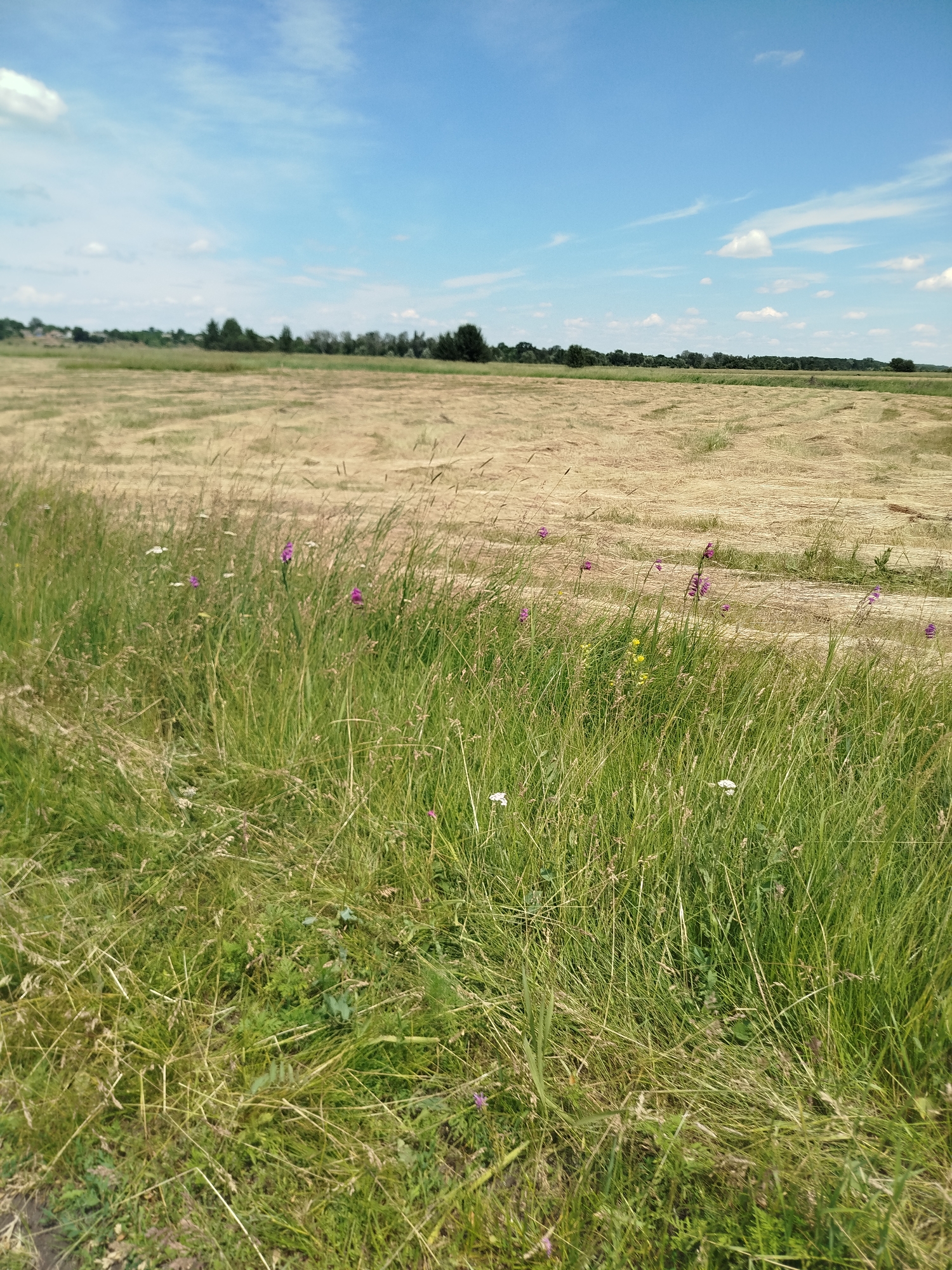 This is a landscape photograph taken on a sunny day in Ustyvytsya, Ukraine. The foreground is dominated by tall green grass with several small purple and white wildflowers. In the mid-ground, a field of hay lies mown and raked in rows, suggesting recent agricultural activity. The background features a distant line of trees and a hazy horizon under a partly cloudy blue sky. The scene depicts a rural, open natural environment. There are no people or animals visible in the image.