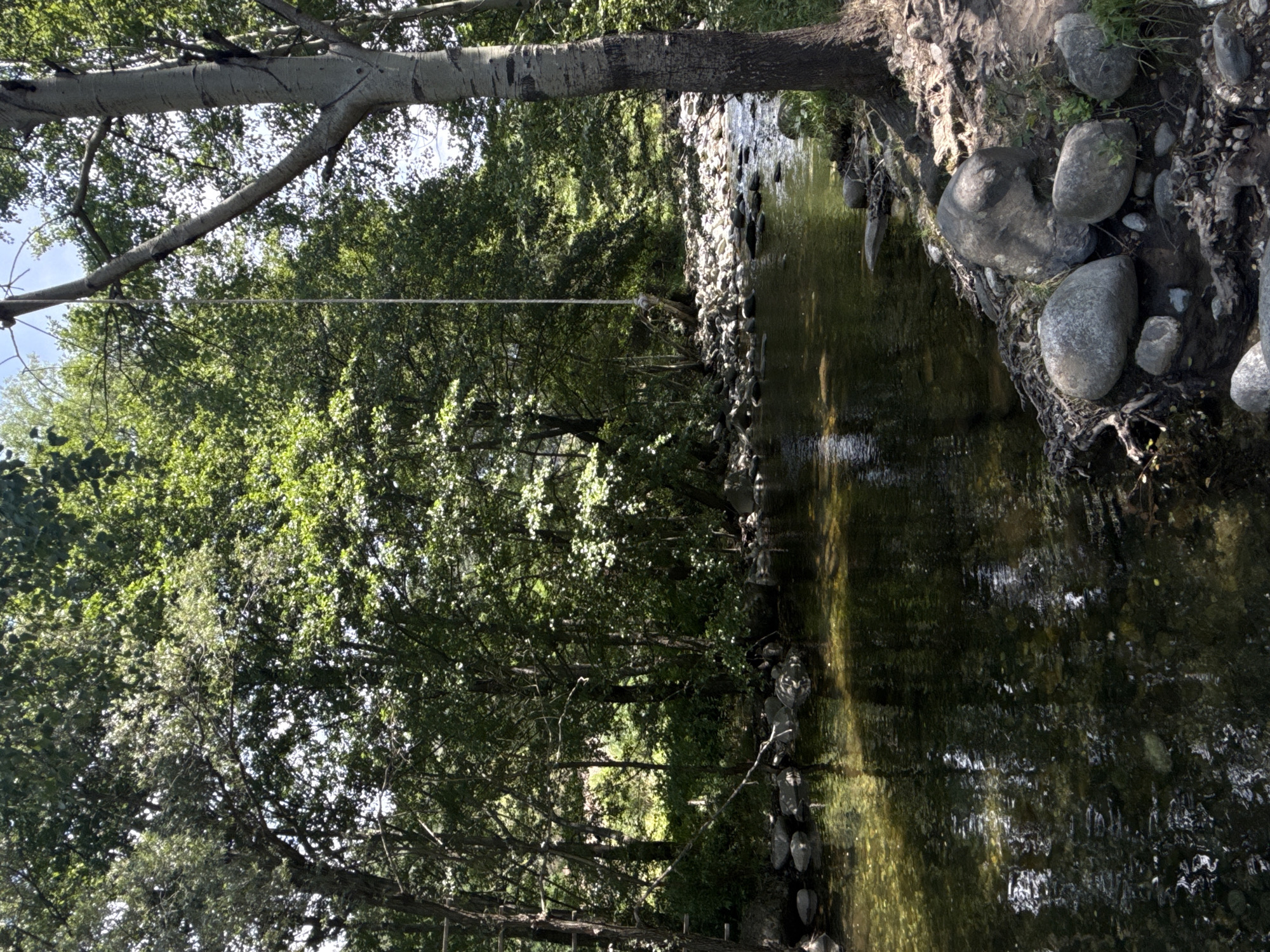 A vertical, eye-level shot captures a tranquil natural scene of a shallow, rocky river flowing through a dense forest. The water, reflecting the lush green canopy and dappled sunlight, appears clear with a visible rocky bed. Large, smooth gray stones line the riverbank, interspersed with exposed tree roots and patches of green vegetation. A tall, slender tree trunk, with distinctive light gray bark and dark patches, stands prominently on the right side of the frame. Hanging from a branch of a tree on the right, a thin rope sways gently, suggesting the presence of a rope swing. The background is dominated by a wall of various trees with dense green foliage, creating a shaded and natural ambiance. The lighting suggests it is daytime, with sunlight filtering through the leaves. The location is identified as the river area near the town of Rila, Bulgaria.