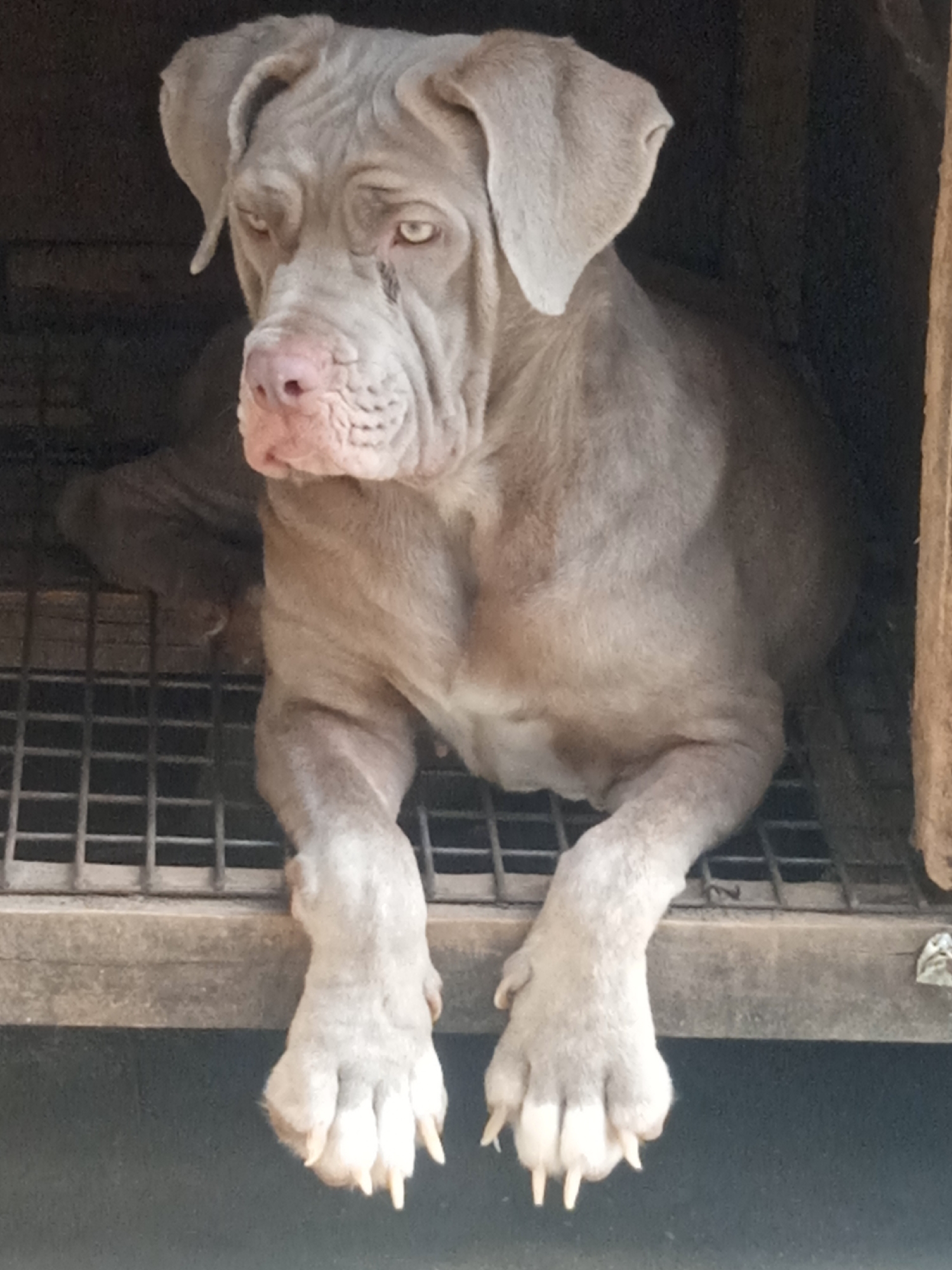 A grey mastiff-type dog is sitting in what appears to be a metal cage or kennel. The dog has a pink nose, light-colored eyes, and wrinkled skin around its face. Its front paws are hanging over the edge of the cage. The environment is plain, and the location is unknown.