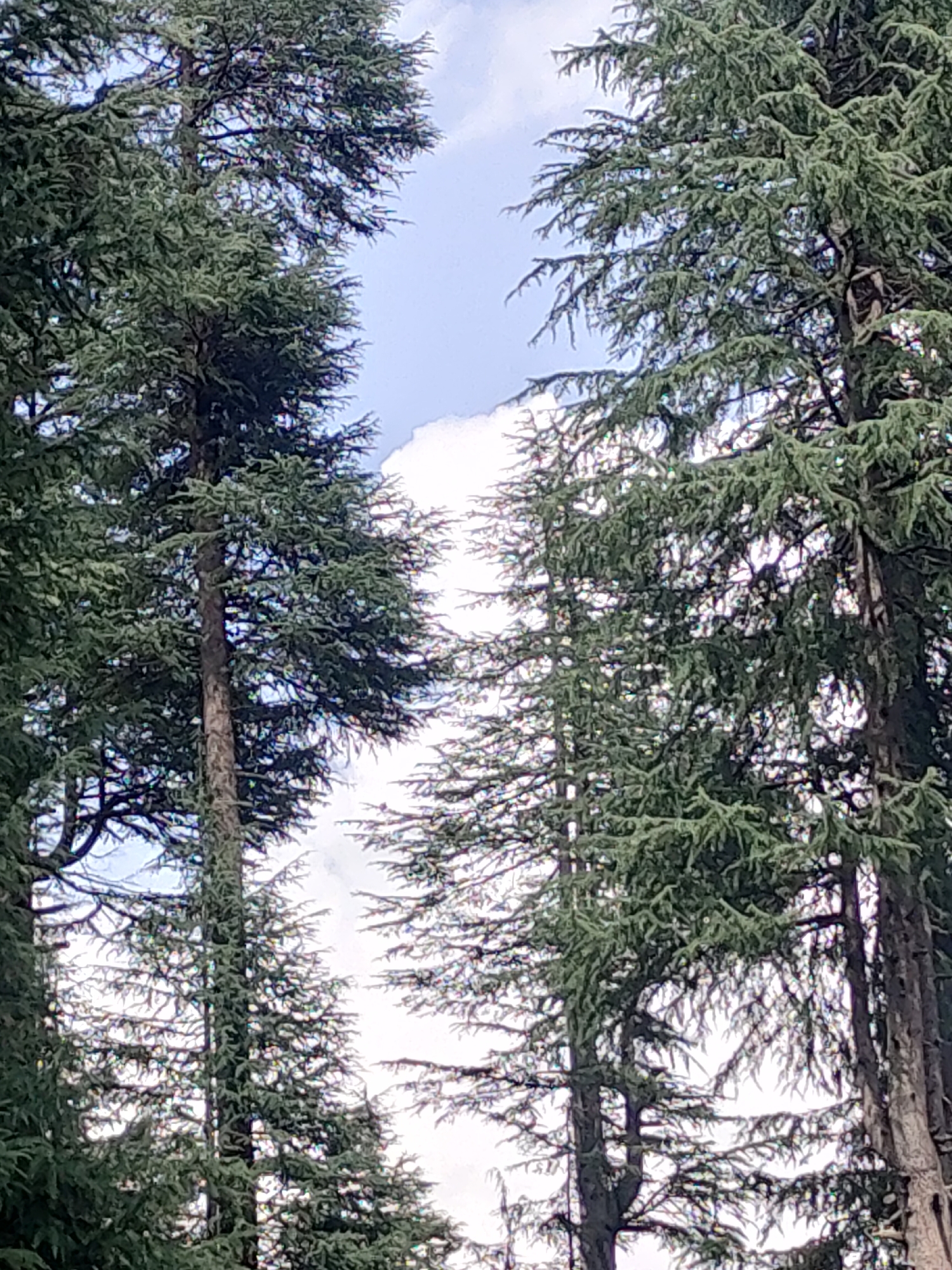 The image is a low-angle shot looking up at several tall evergreen trees against a cloudy sky. The trees are dense with dark green needles, and their branches create a natural frame for the sky in the center. The trunks of the trees are thick and textured, with visible bark. Sunlight filters through the branches, creating dappled light and shadows. The overall impression is one of a dense forest or woodland. The location is not specified.