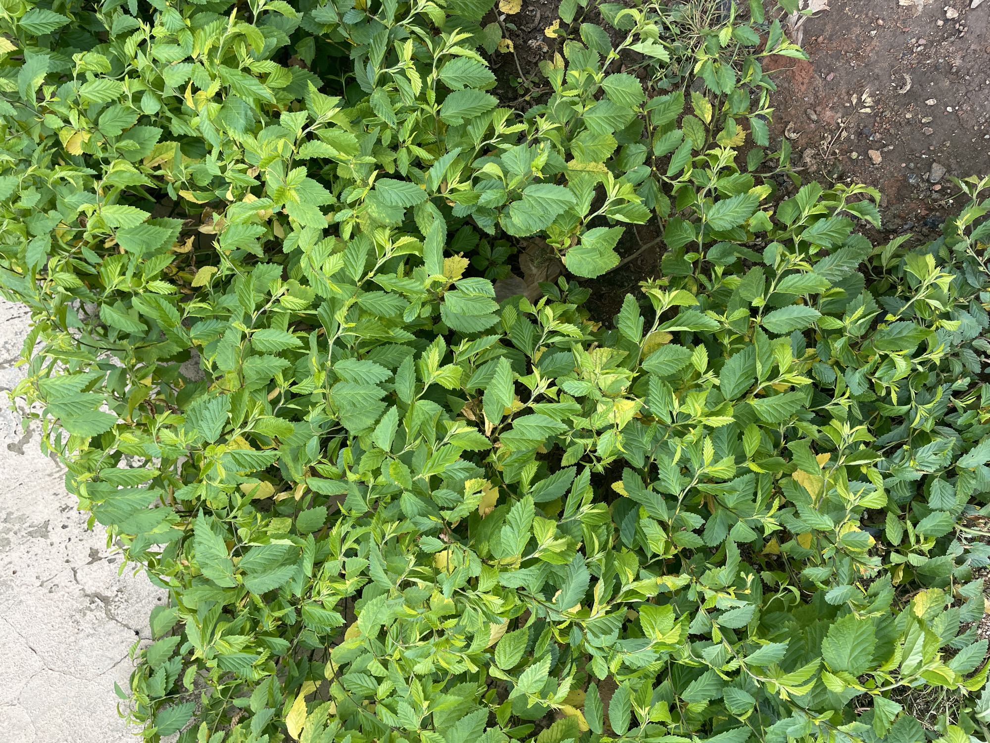 A dense, leafy green shrub with some yellowing leaves is growing along a textured, light-colored concrete wall in Kurunduma, Nigeria. The ground beneath the shrub is a mix of dark soil and small stones. The image is taken from a high angle, looking directly down onto the plant and the adjacent wall.