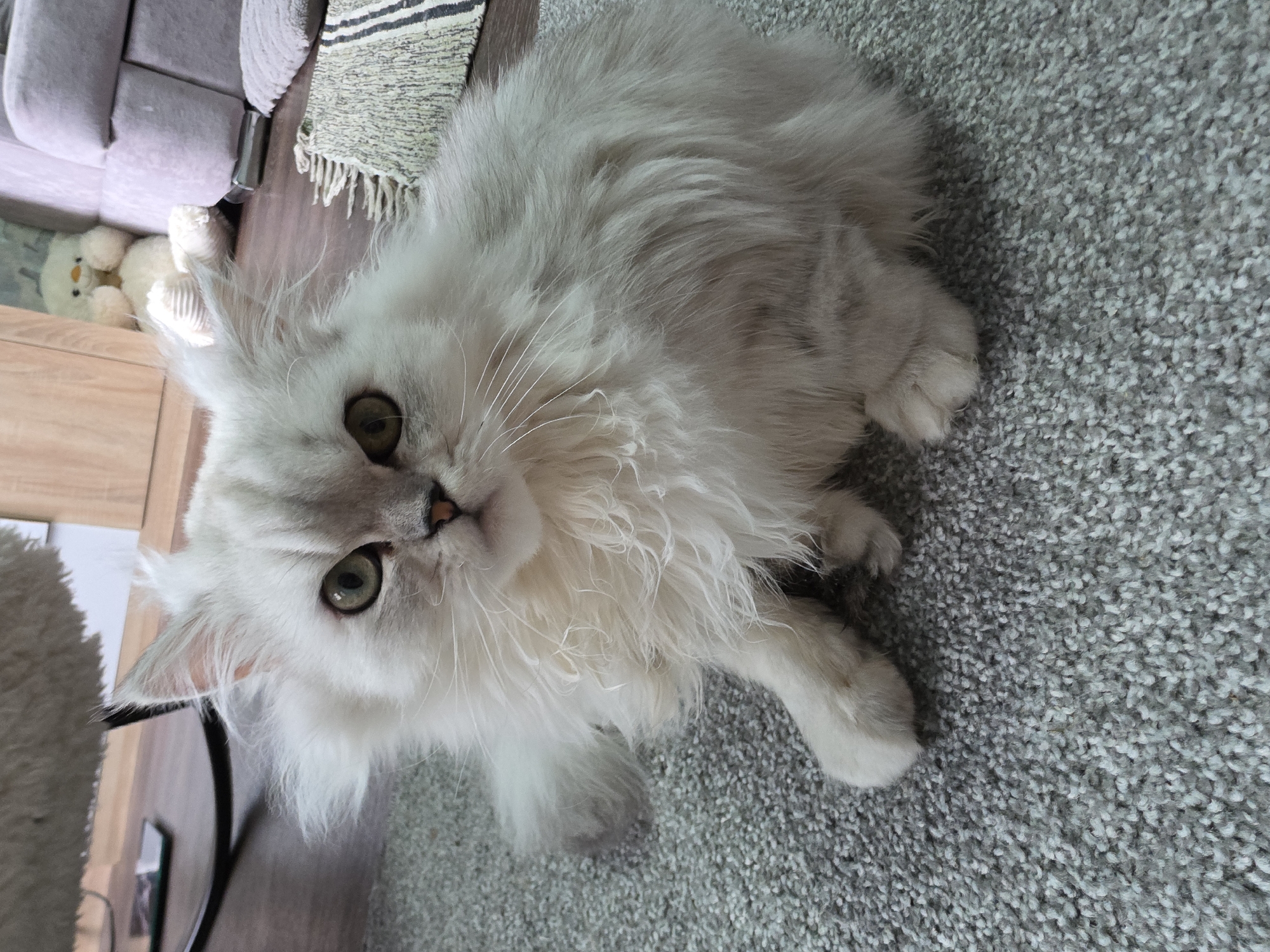 A fluffy, light-colored cat with green eyes is sitting on a grey carpet. The cat's fur is long and appears somewhat disheveled. Its front paws are visible, with one paw extended slightly forward. The background is out of focus, showing a wooden floor, a piece of furniture, and a portion of a sofa. There is also a small, light-colored stuffed animal, possibly a bear, visible in the background. The overall scene appears to be indoors, in a residential setting. There is no information available about the location in Novocheboksarsk, Russia.