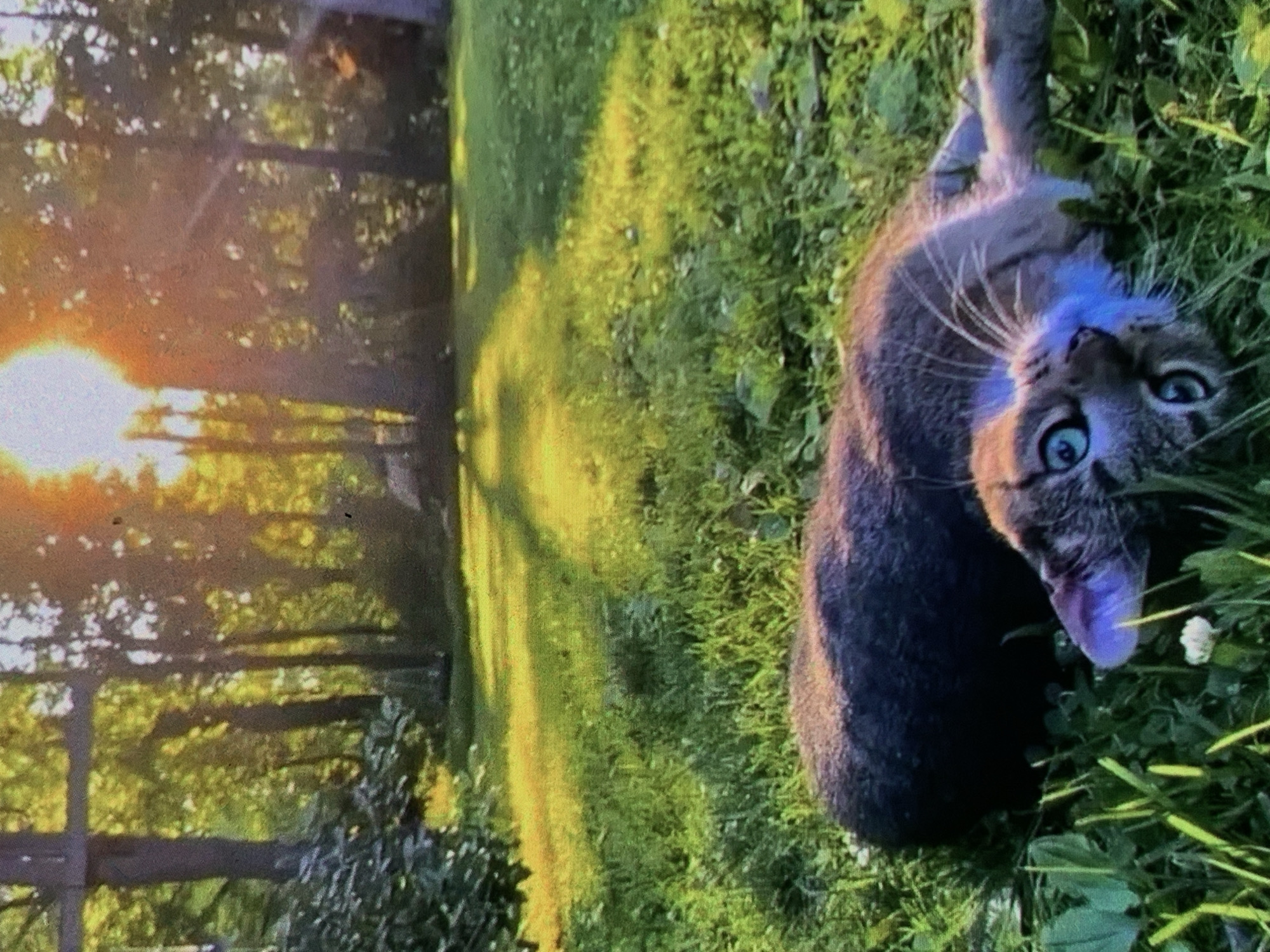 This is a photograph of a tabby cat lying on its back in the grass. The cat has blue eyes and is looking up at the camera. The background is a wooded area with sunlight streaming through the trees. The image appears to be taken outdoors, likely in a backyard or park. The specific location in Nizhny Tagil, Russia cannot be determined from the image alone.