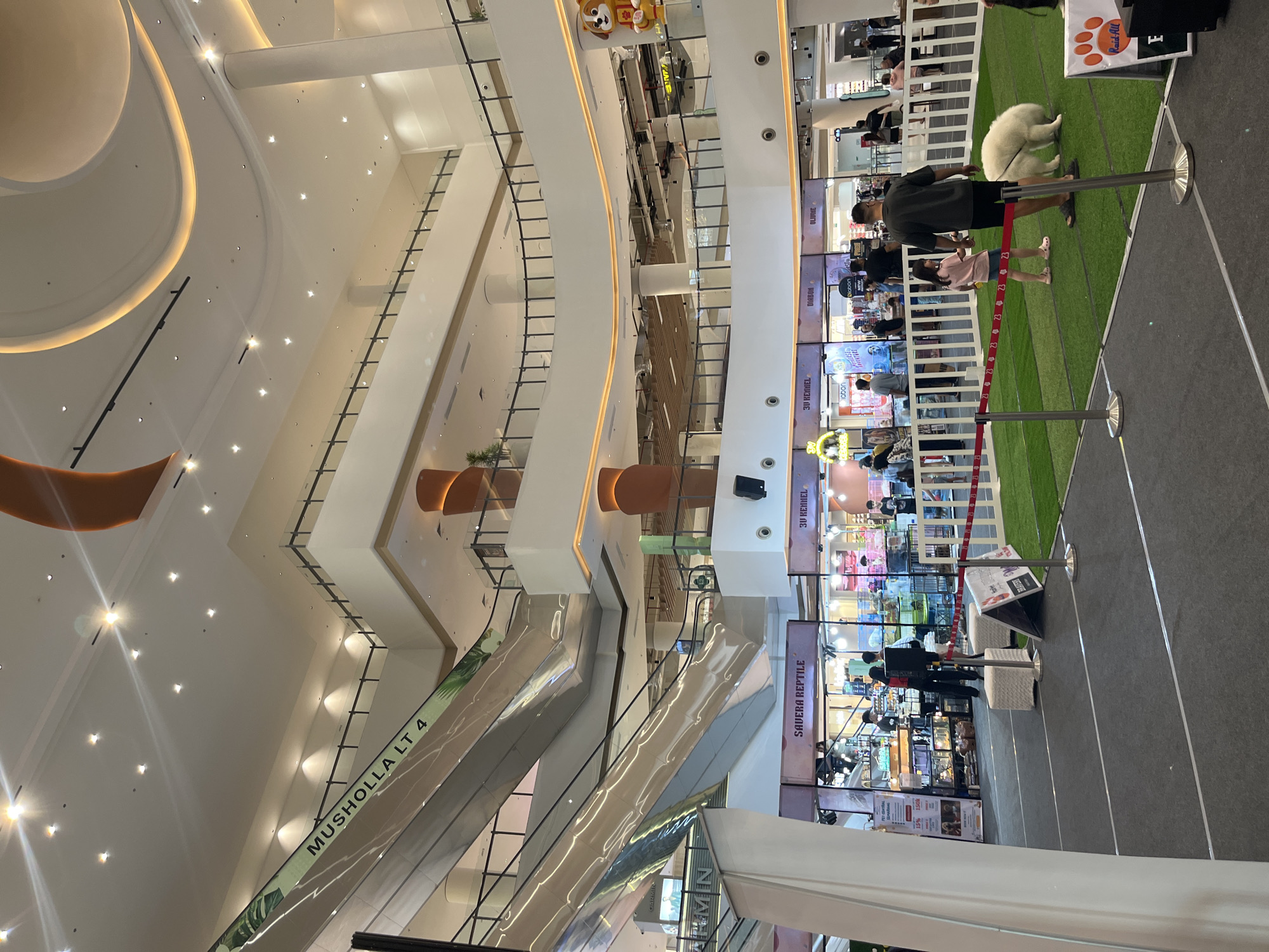 The image captures an indoor scene at a shopping mall in Semarang, Indonesia, specifically at Paragon Mall. The composition is dominated by the architecture of the multi-story mall, featuring sleek escalators winding upwards, curved balconies with glass railings, and bright, modern lighting. In the foreground, a section of the mall floor is transformed into a temporary event space. This area is covered with artificial turf and bordered by red tape, creating a contained zone. Two white ottomans and a small sign are placed on the turf. A man and a young girl are present in this area, the man is walking a large white dog on a leash. The dog is sniffing the ground. In the background, various storefronts are visible, including one labeled "Savera Reptile" and another "3U KENNEL". People are seen browsing or walking through the mall. The overall atmosphere appears to be a public space, possibly hosting an animal-related event.