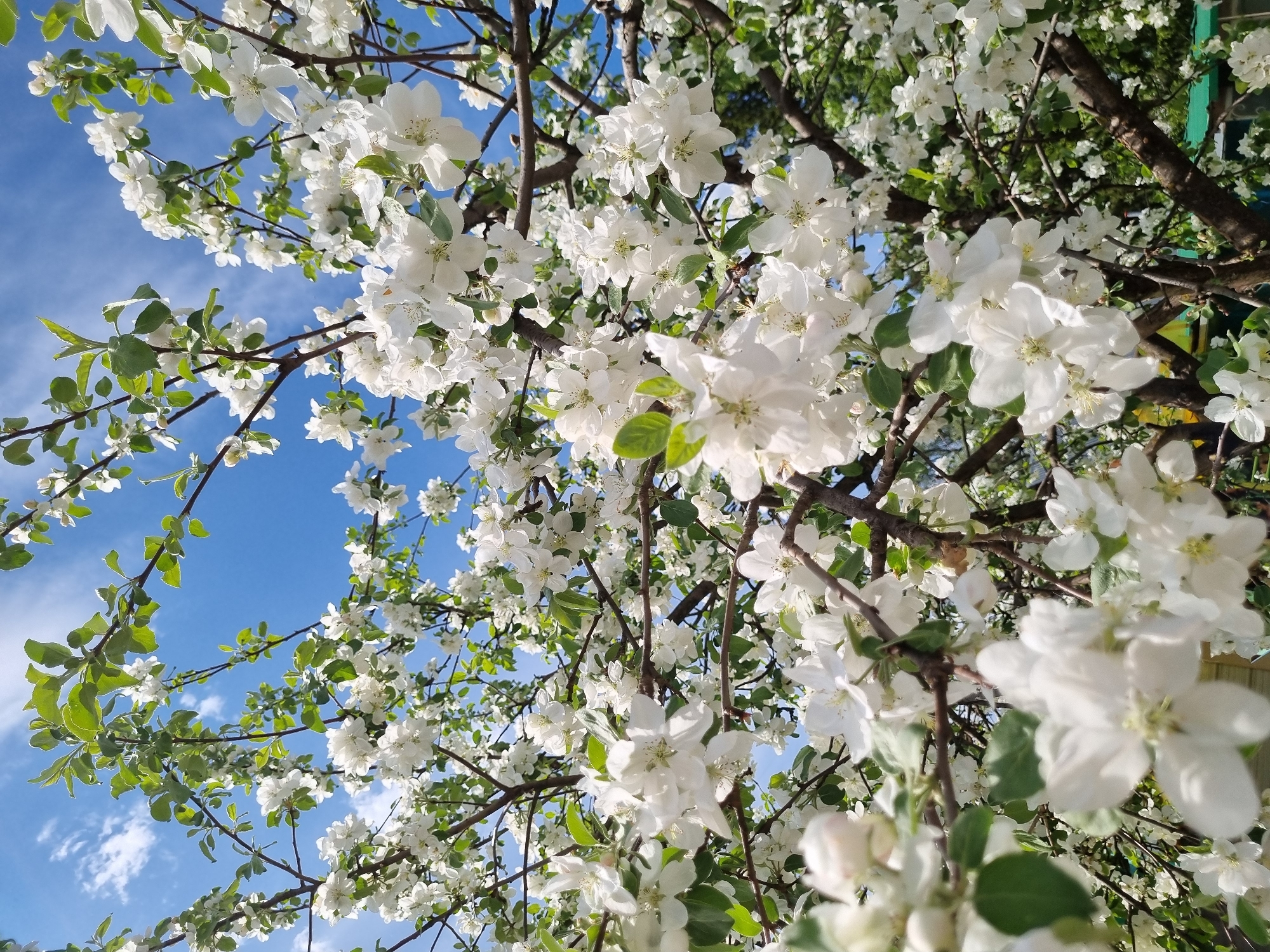 The image shows a close-up view of a blossoming tree with white flowers and green leaves against a bright blue sky. The branches of the tree are visible, creating a network of lines behind the flowers. The scene is likely located in Chaikovsky, Russia, but there is no specific detail to confirm or deny this information. There are no people visible in the image. The environment is a sunny, outdoor space.