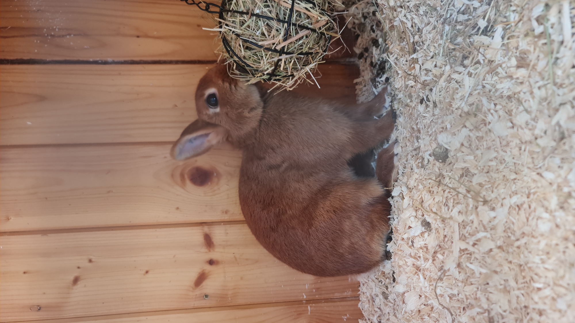 A medium shot shows a small, reddish-brown rabbit sitting on a bed of wood shavings in what appears to be a wooden enclosure. The rabbit is facing to the right and is actively eating from a round, black wire feeder filled with hay. The feeder is suspended by a chain from above. The background consists of vertical wooden planks. The lighting appears to be natural, possibly from a window or opening not visible in the frame. The overall impression is that of a domestic animal in its habitat. There is no indication of the city of Bratislava, Slovakia, in the image.