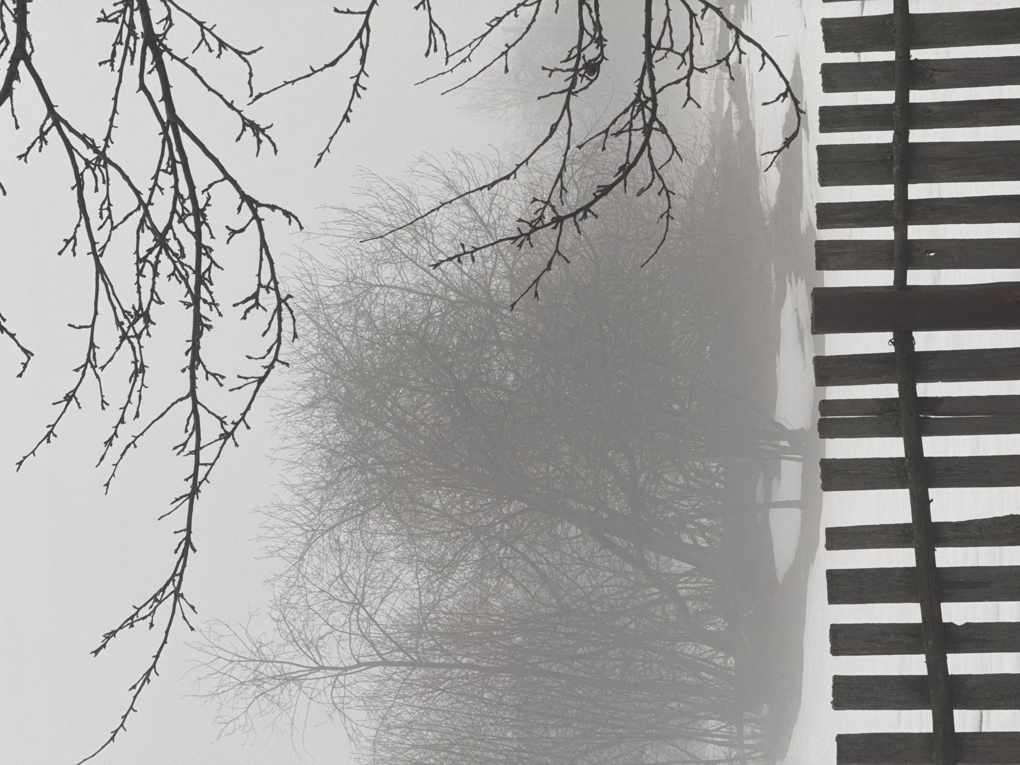 A black and white photograph depicts a misty landscape with trees, a wooden fence, and bare branches. The scene is characterized by a low visibility due to fog. On the left, bare tree branches extend from the top-left corner, forming a dark silhouette. The center of the image features several bare trees obscured by mist. To the right, a wooden fence runs vertically, with horizontal planks creating visible gaps. The overall effect is a somber, hazy atmosphere. The image's location is Гаревая, Russia.