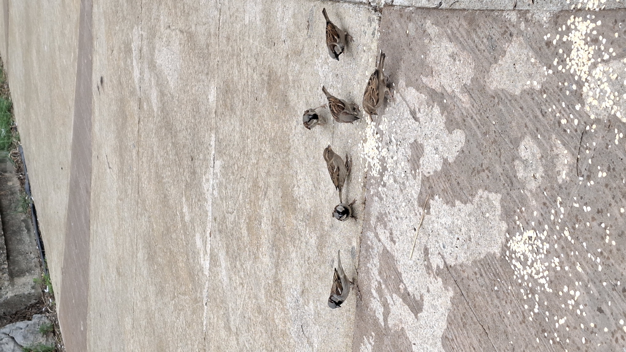 The image shows a group of seven house sparrows (Passer domesticus) foraging for food on a concrete sidewalk. The birds are brown and grey, with some displaying darker markings on their heads and throats. Small, white seeds are scattered on the concrete surface, which the sparrows are actively pecking at. The sidewalk is textured and shows signs of wear. The photo was taken in the city of Budva, Montenegro.
