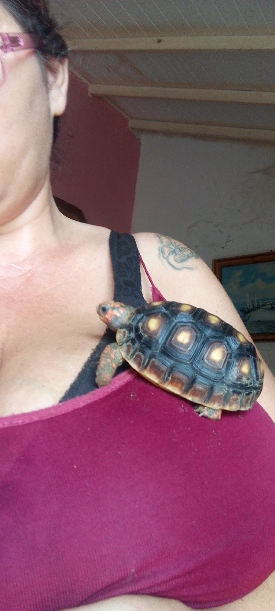 A woman with dark hair and glasses has a tortoise on her shoulder. The tortoise has a dark shell with yellow spots and an orange head and legs. The woman is wearing a maroon tank top with black straps. She has a tattoo on her right shoulder. In the background, there is a painting on the wall and a wooden ceiling. The location is Unknown, Unknown.