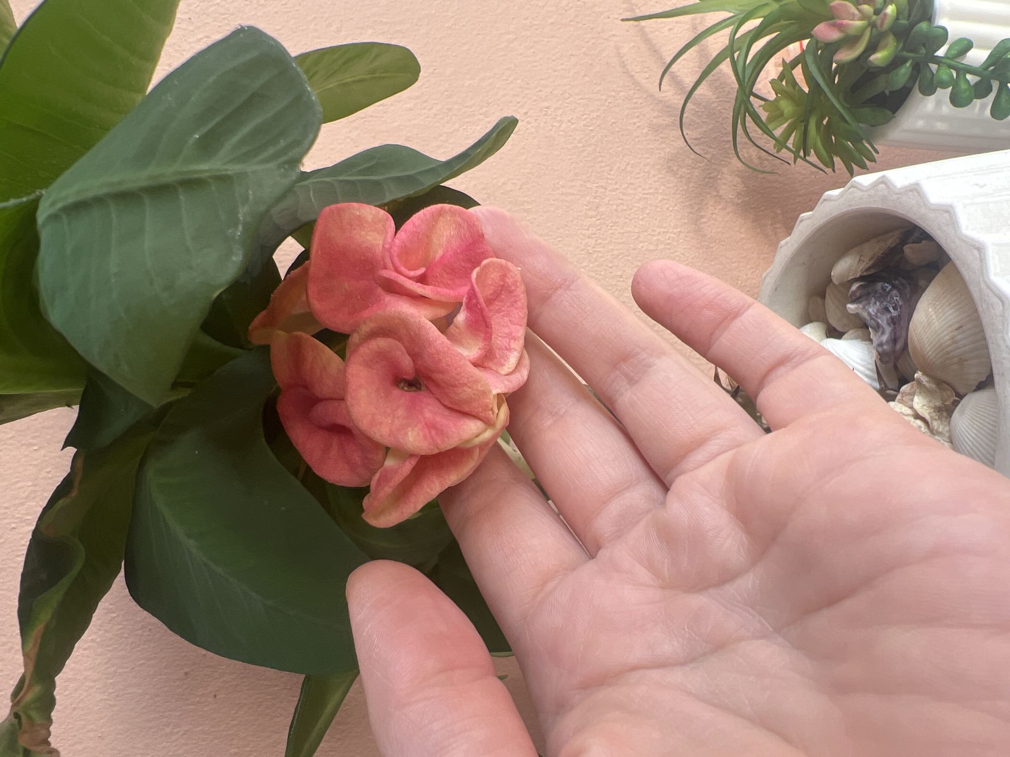 A close-up shot shows a person's left hand reaching towards a cluster of coral-pink flowers. The flowers appear to be on a plant with large green leaves, some of which are slightly wilted and browning at the edges. In the background, a pale peach-colored wall is visible. To the right, two white planters are present. The left planter is filled with seashells. The right planter contains a succulent plant with green and pinkish leaves. The scene is brightly lit, likely by natural light. The image does not provide any information that can be used to determine the location within Ko Samui District, Thailand.