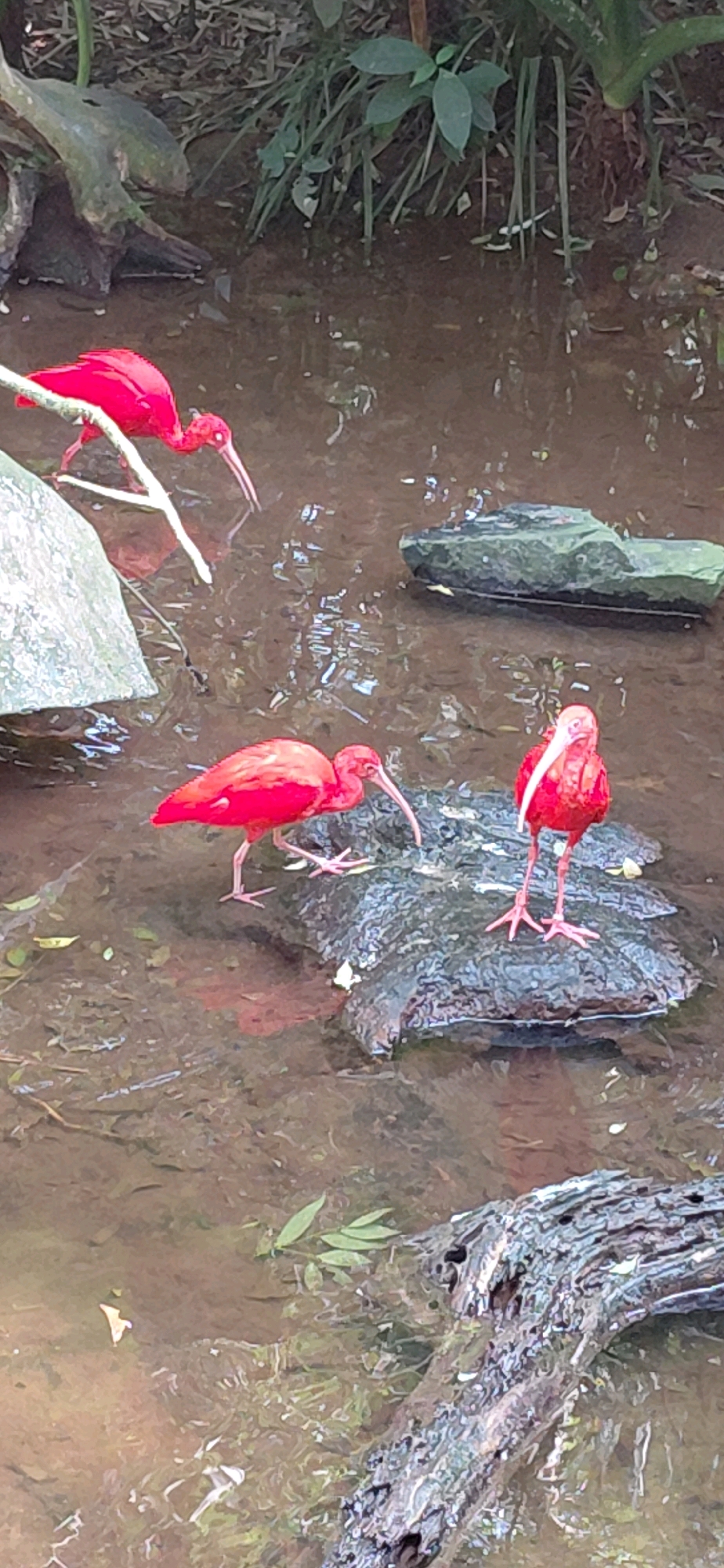 The image depicts a natural setting with a shallow body of brown water, likely a stream or pond, with a muddy bottom. Several scarlet ibis birds are present. One is perched on a submerged log or rock in the foreground, facing right, with its head down, possibly foraging. Another scarlet ibis is standing on a dark, wet rock in the middle ground, also facing right and appearing to be foraging. A third scarlet ibis is in the upper left portion of the image, perched on a branch that extends over the water, facing left with its beak touching the water. The surrounding environment includes rocks, fallen branches, and lush green vegetation. The lighting suggests an outdoor environment, possibly a park or wildlife sanctuary. The image does not provide any explicit geographical markers to confirm its location in Foz do Iguaçu, Brazil, but the natural, humid environment with tropical-looking vegetation is consistent with such a location.