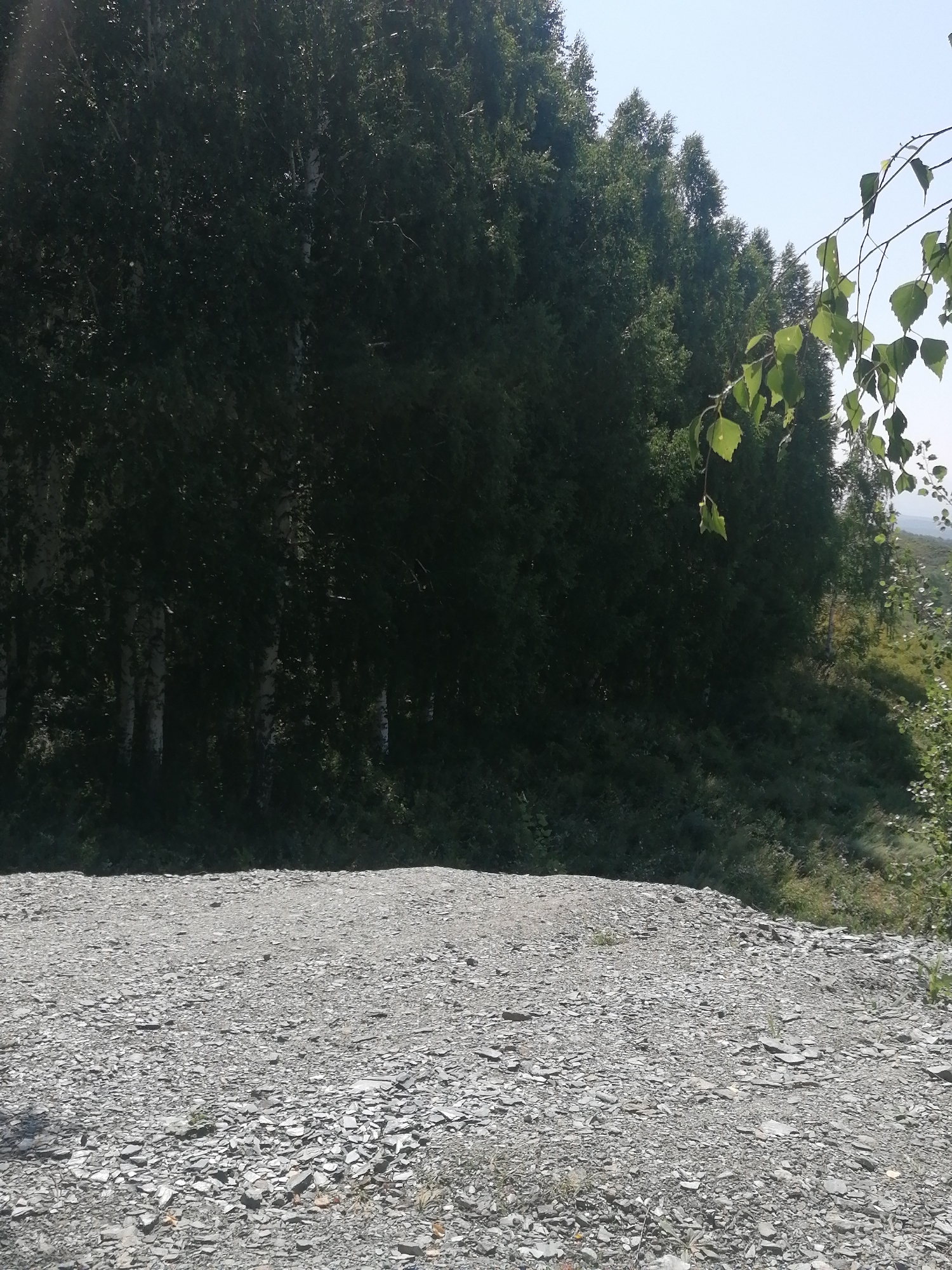 The image shows a sunlit, outdoor scene with a foreground of grey gravel and crushed stone. Behind the gravel, a dense line of dark green trees stretches across the frame, with some lighter colored tree trunks visible within the foliage. The trees form a natural barrier, with a hillside covered in green vegetation sloping upwards behind them. The sky is a pale blue with no visible clouds. A few branches with green leaves hang into the frame from the right side, suggesting they are from a tree closer to the camera. The location is identified as a rural area in the Tarkhanka rural district of Kazakhstan, characterized by its natural landscape and sparse vegetation on the hillside. There are no people or animals visible in the image.