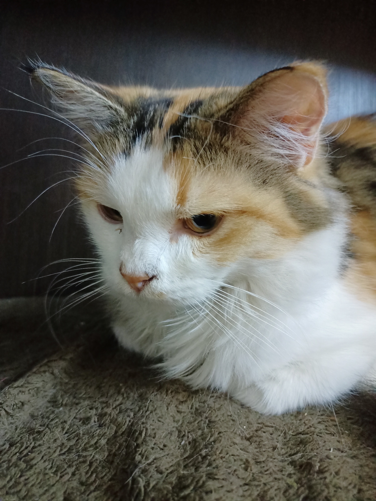 A close-up shot focuses on the head and upper body of a calico cat. The cat is resting on a textured, brown surface, possibly a blanket or carpet. Its fur exhibits a mix of white, orange, and black patches. The cat's eyes are partially closed, and its gaze is directed downwards. Long, white whiskers fan out from its muzzle. The background is dark and out of focus, with a hint of a dark brown surface above. No specific location in Almaty, Kazakhstan, can be identified from the image.