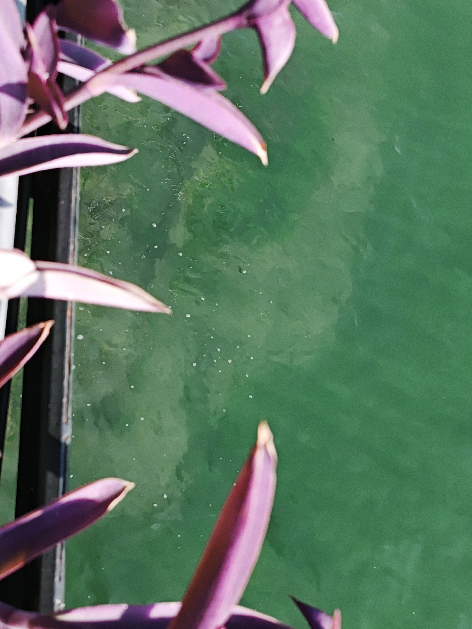 An overhead shot focuses on purple plant leaves and stems against a vibrant green background of water. The plant appears to be a Tradescantia pallida, commonly known as the purple heart plant. The leaves are elongated and pointed, with a rich purple hue that transitions to lighter shades and hints of pink at the edges. Some leaves are in sharp focus, while others are blurred, creating a sense of depth and movement.
The green water, likely a lake, river, or ocean, is slightly rippled and contains small, scattered white specks that could be bubbles or light reflections. A dark, vertical structure, possibly a railing or a dock edge, is visible along the left side of the frame, partially obscuring some of the plant. The overall impression is one of natural beauty, with the vibrant colors of the plant and water creating a striking contrast. The setting is outdoors, with ample natural light illuminating the scene.