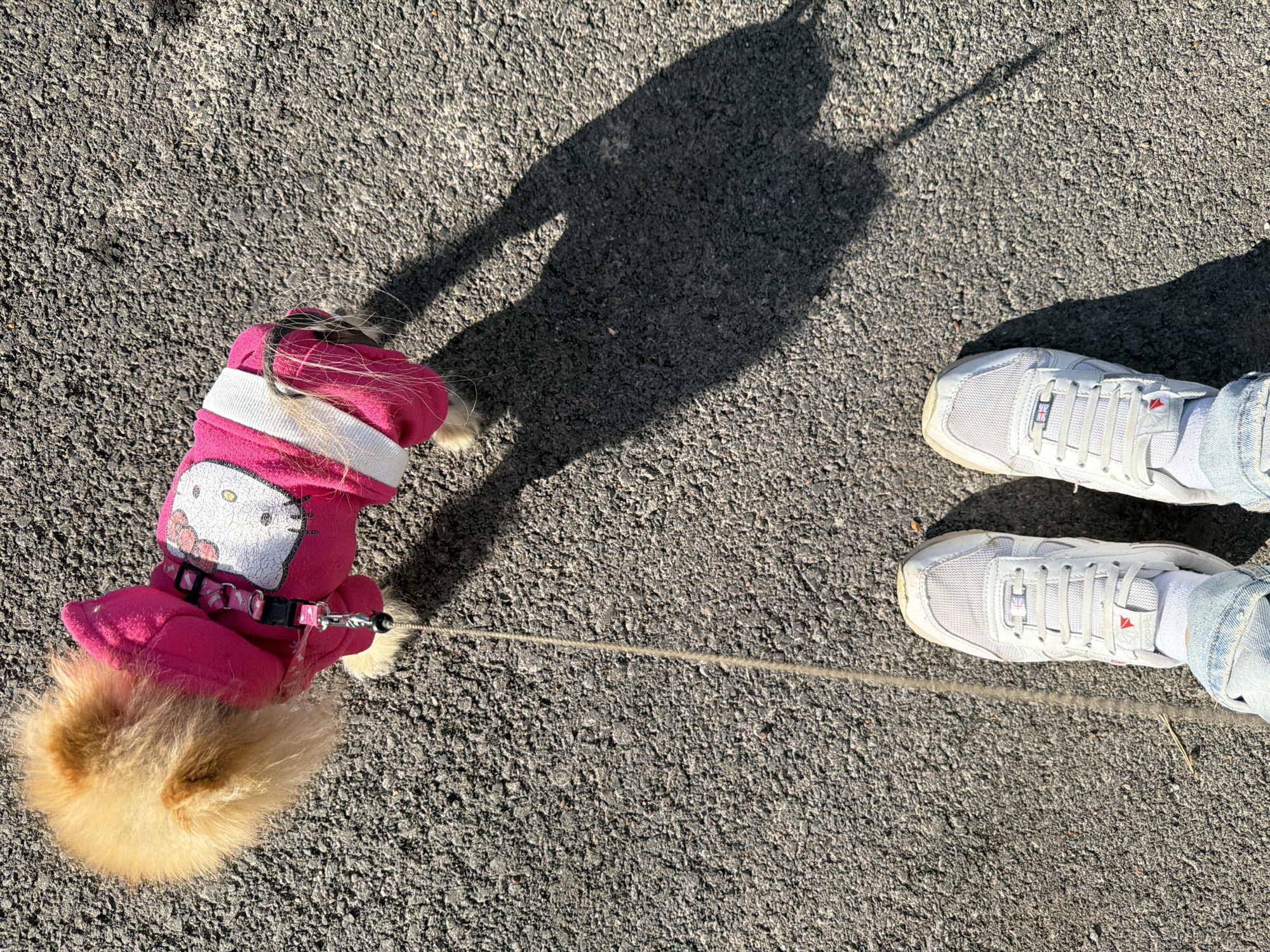 The image shows a small, tan-colored dog wearing a pink Hello Kitty jacket on a leash, standing on asphalt pavement. The dog is positioned to the left of the frame, with its head facing away from the viewer and tail facing towards the viewer. A person's legs and white sneakers are visible to the right of the dog. The leash extends from the dog's harness towards the person's feet. The shadow of the person and dog is cast on the pavement, indicating bright sunlight. The pavement is textured and appears to be a sidewalk or street surface. The location is the city of Unknown, Unknown.