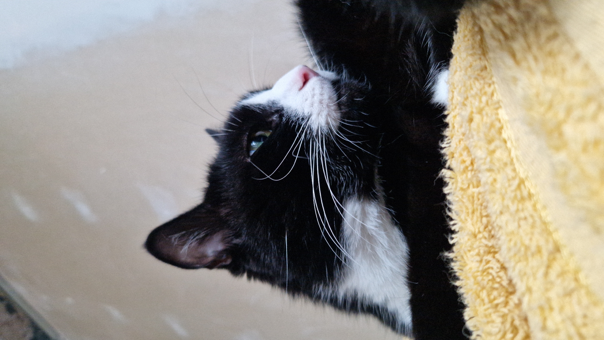 A black and white cat is lying down on a yellow textured surface. The cat's head is turned to the right, with its green eyes looking forward. The cat has white fur on its chest and nose, and long white whiskers. The background is a neutral, light-colored wall. The image appears to be taken indoors, possibly in a home. There are no people or other animals visible in the image. There are no indications of the location in Riga, Latvia.
