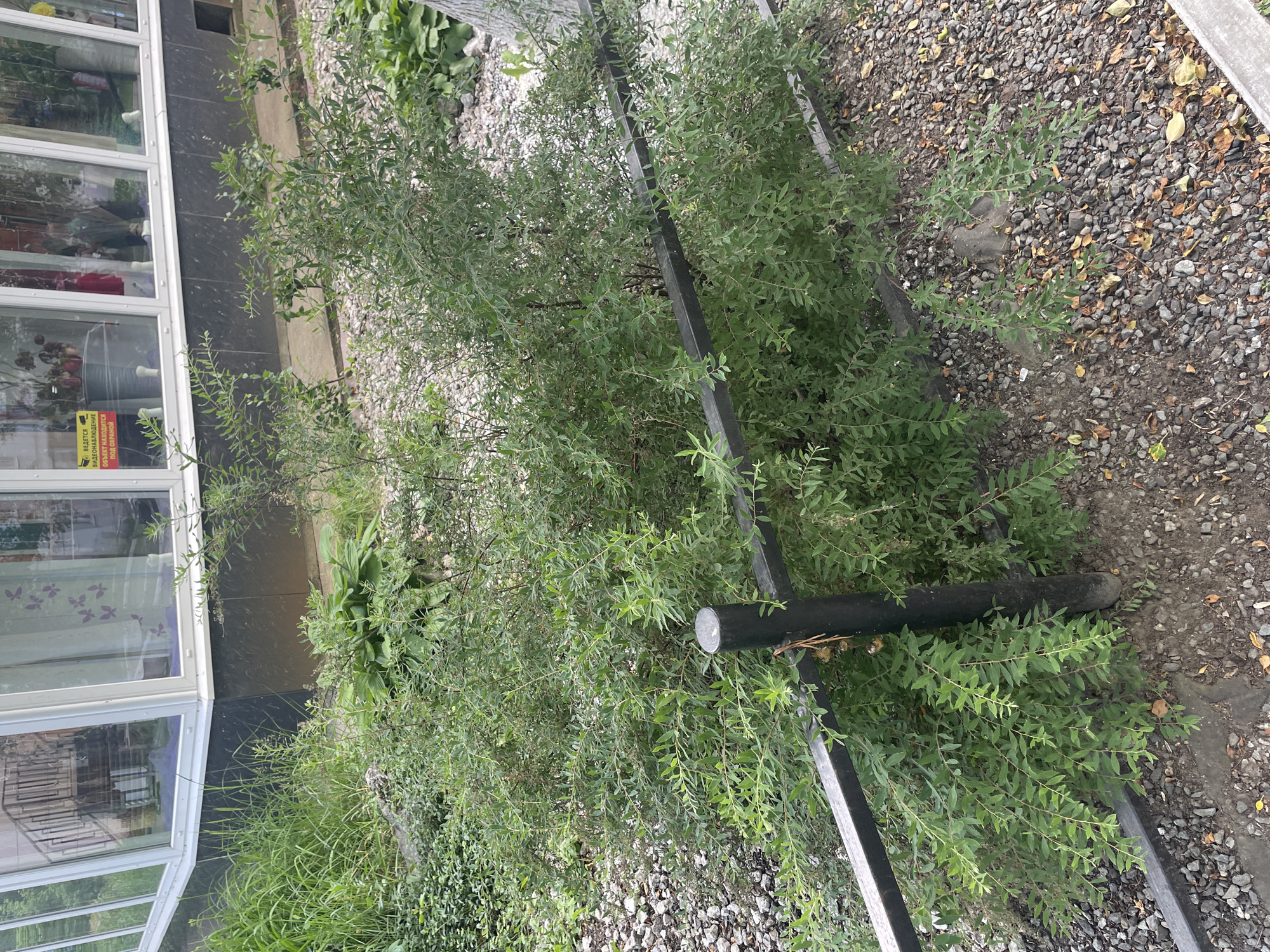 The image depicts an outdoor scene in Chaikovsky, Russia, likely in the late afternoon given the lighting. The foreground features a lush green bush with slender branches and small leaves, partially obscuring a dark metal structure. Behind the bush, a gravel-covered area with scattered fallen leaves suggests an autumnal setting. To the left of the bush, a section of a building with large windows and white frames is visible. Through the windows, reflections of the surroundings and faint indoor scenes can be discerned. One window has a yellow and red warning sticker with text in Russian. The sticker reads "ВЕДЕТСЯ ВИДЕОНАБЛЮДЕНИЕ ОБЪЕКТ НАХОДИТСЯ ПОД ОХРАНОЙ" which translates to "Video surveillance is in progress. The object is under guard." The overall scene is one of an urban or suburban environment, with elements of nature interspersed with man-made structures. There is no clear indication of specific activity or event, beyond the general setting. The weather appears overcast, contributing to the muted lighting.