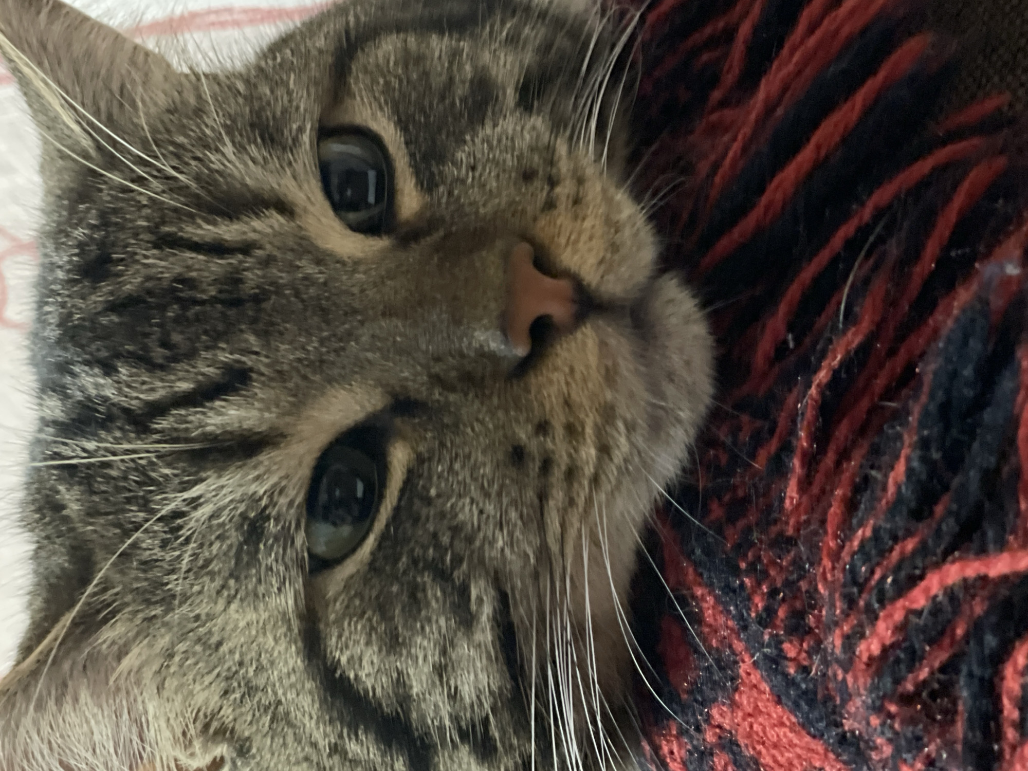 The image is a close-up, head-on shot of a tabby cat's face. The cat has dark, patterned fur with stripes and patches of brown, black, and tan. Its eyes are dark and appear to be reflecting light. The cat's nose is a light pinkish-brown. Long white whiskers extend from either side of its muzzle. The cat is resting on a textured surface that appears to be a blanket or throw with a pattern of thick red and black stripes. The background is blurred and shows a hint of white and red stripes, possibly from a pillow or another soft furnishing. There are no people or any indication of a specific location in Cherkasy, Ukraine. The image focuses solely on the cat and its immediate surroundings.