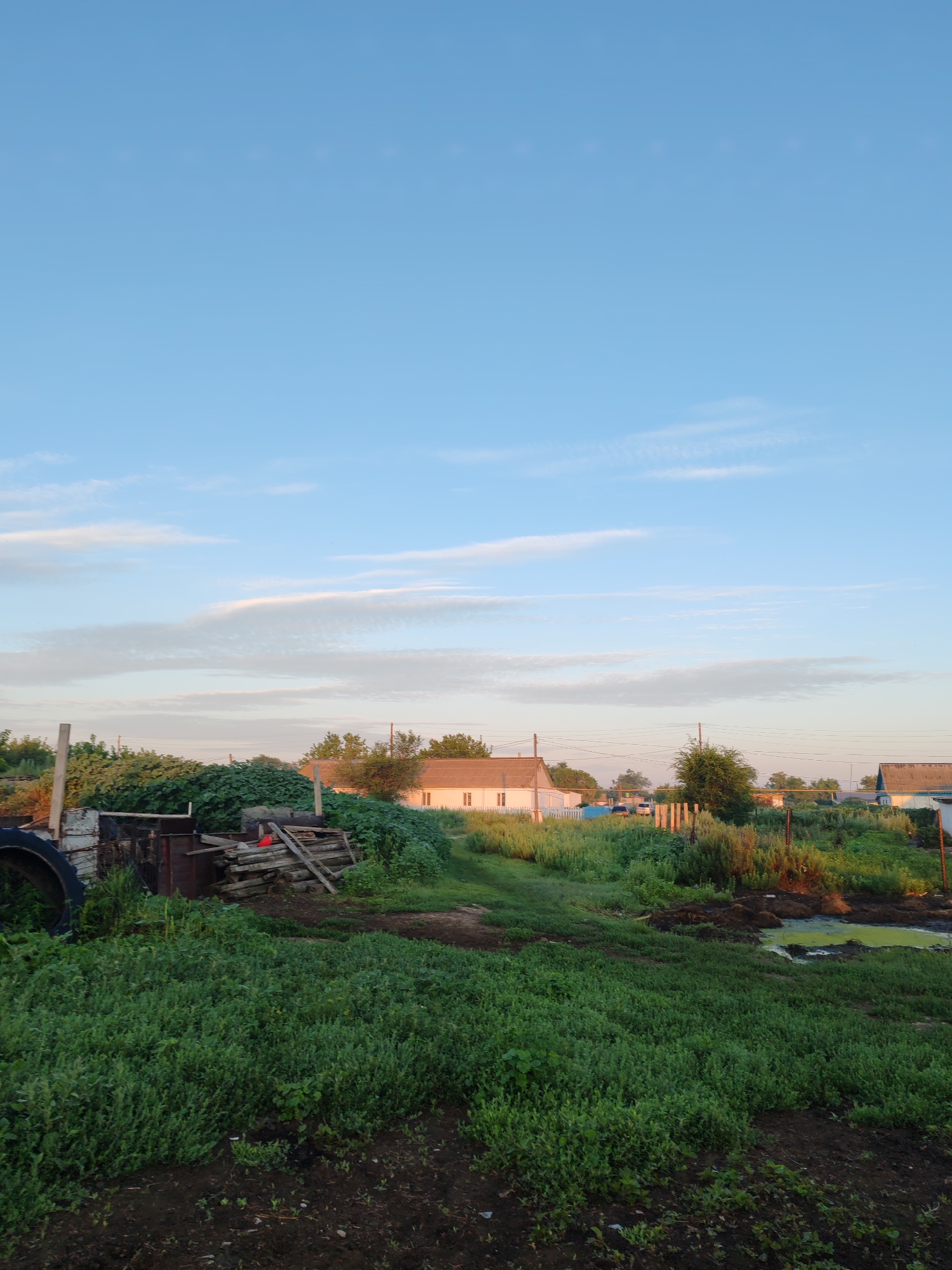 A low-angle, vertical full shot captures a rural landscape in the city of Akzhar, Kazakhstan, under a clear blue sky with wispy white clouds. In the foreground, dark soil gives way to a dense field of green vegetation. To the left, a large black tire is partially visible behind a pile of discarded metal sheeting and wooden planks. Behind this, a lush green hedge grows. In the mid-ground, several low-rise houses with white walls and light-colored roofs are scattered amongst greenery and trees. A wooden fence runs along the property line. Further back, more houses and trees are visible under the expansive sky. A small, stagnant pond with a green surface is located to the right of the frame, nestled amongst the vegetation. The scene depicts a peaceful, rural setting at dusk.