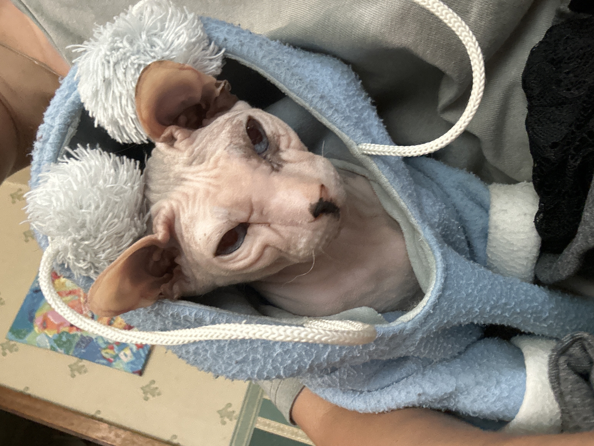 The image shows a close-up of a Sphinx cat wearing a light blue hooded garment with white pom-poms. The cat has wrinkled pink skin and blue eyes. The background is out of focus but appears to be an indoor setting with a painting on the wall. There is no visible information in the image to indicate a location in Togliatti, Russia.