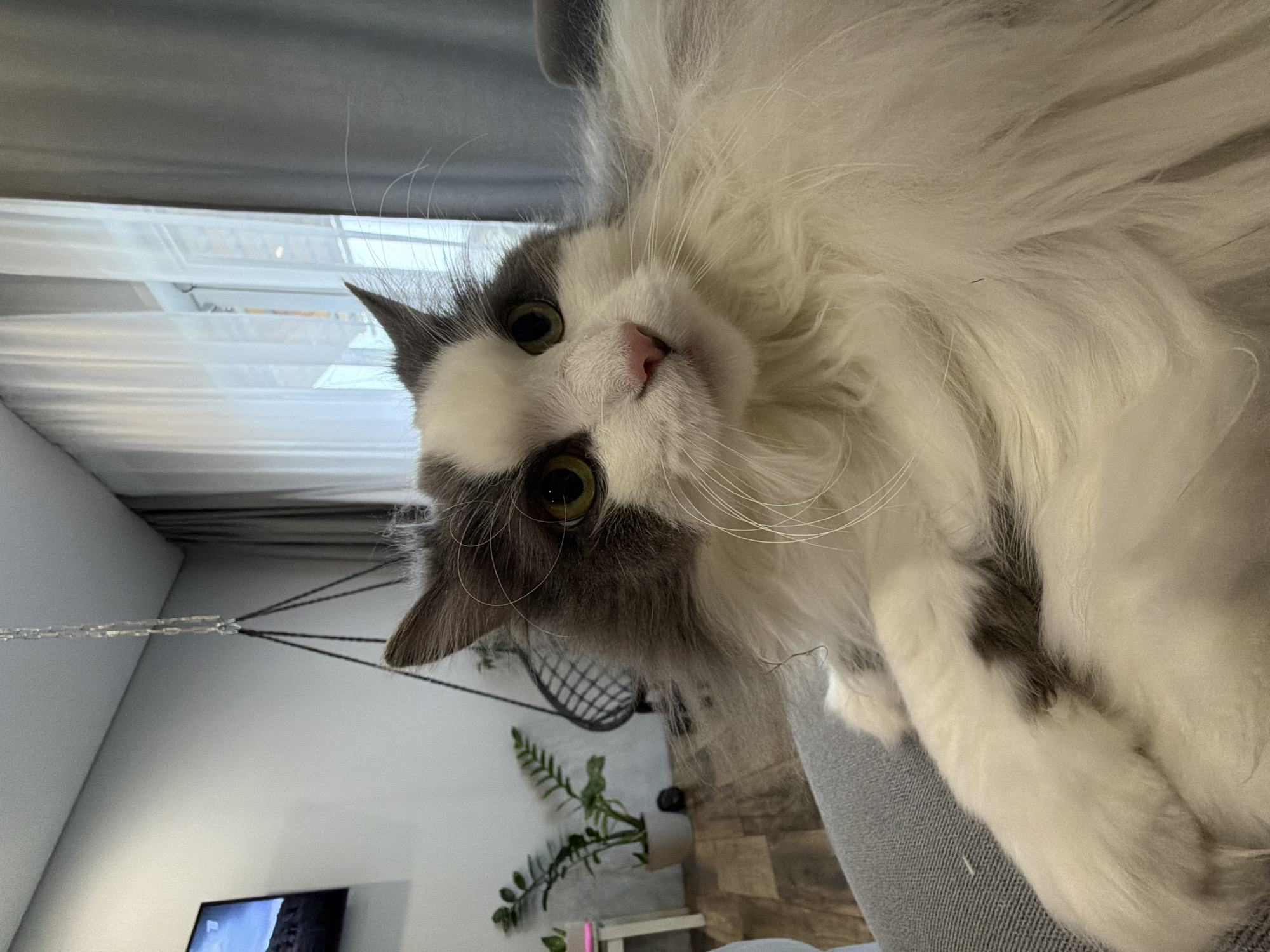 A medium, eye-level shot presents a fluffy, mostly white cat with grey markings around its ears and one eye. It is resting on a light grey surface, possibly a couch, with its paws visible towards the right side of the frame. The cat's green eyes are directed at the camera.
In the background, slightly out of focus, is a living room setting. A window with white blinds is to the left, next to a light grey wall. Further in the background, there's a hanging chair, a small fern plant in a white pot, and a television set near the floor.
The photograph was taken indoors, seemingly in a residential setting.
There is no information available in the image to confirm that it was taken in the city of Chaikovsky, Russia.