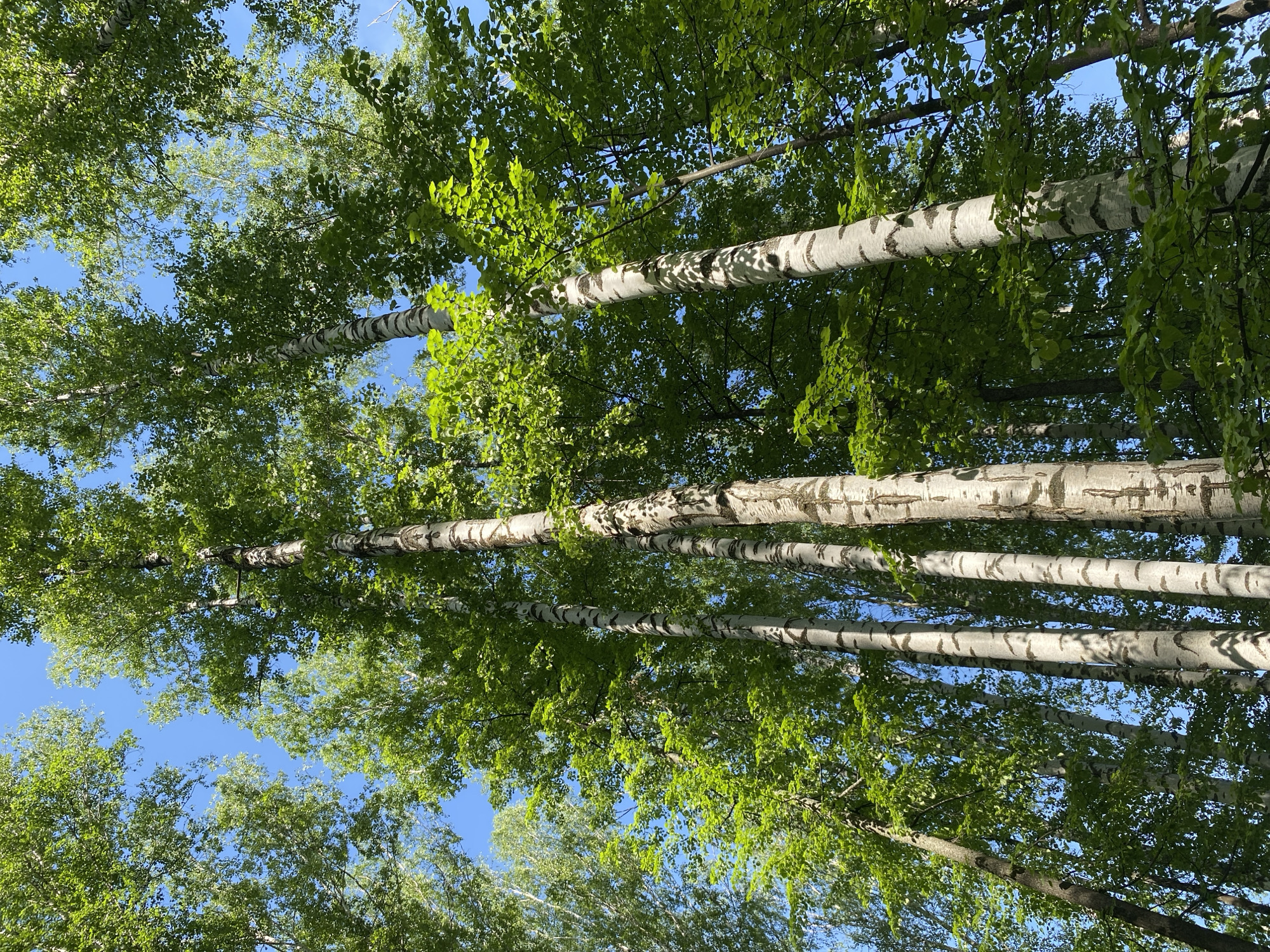 The image shows a view looking up into a forest canopy in Noviy, Russia. Several birch trees are visible, their white bark marked with black patterns. The trees are covered in green leaves, and patches of blue sky are visible between the branches. The viewpoint is from below, looking upward. There are no people or animals in the image.