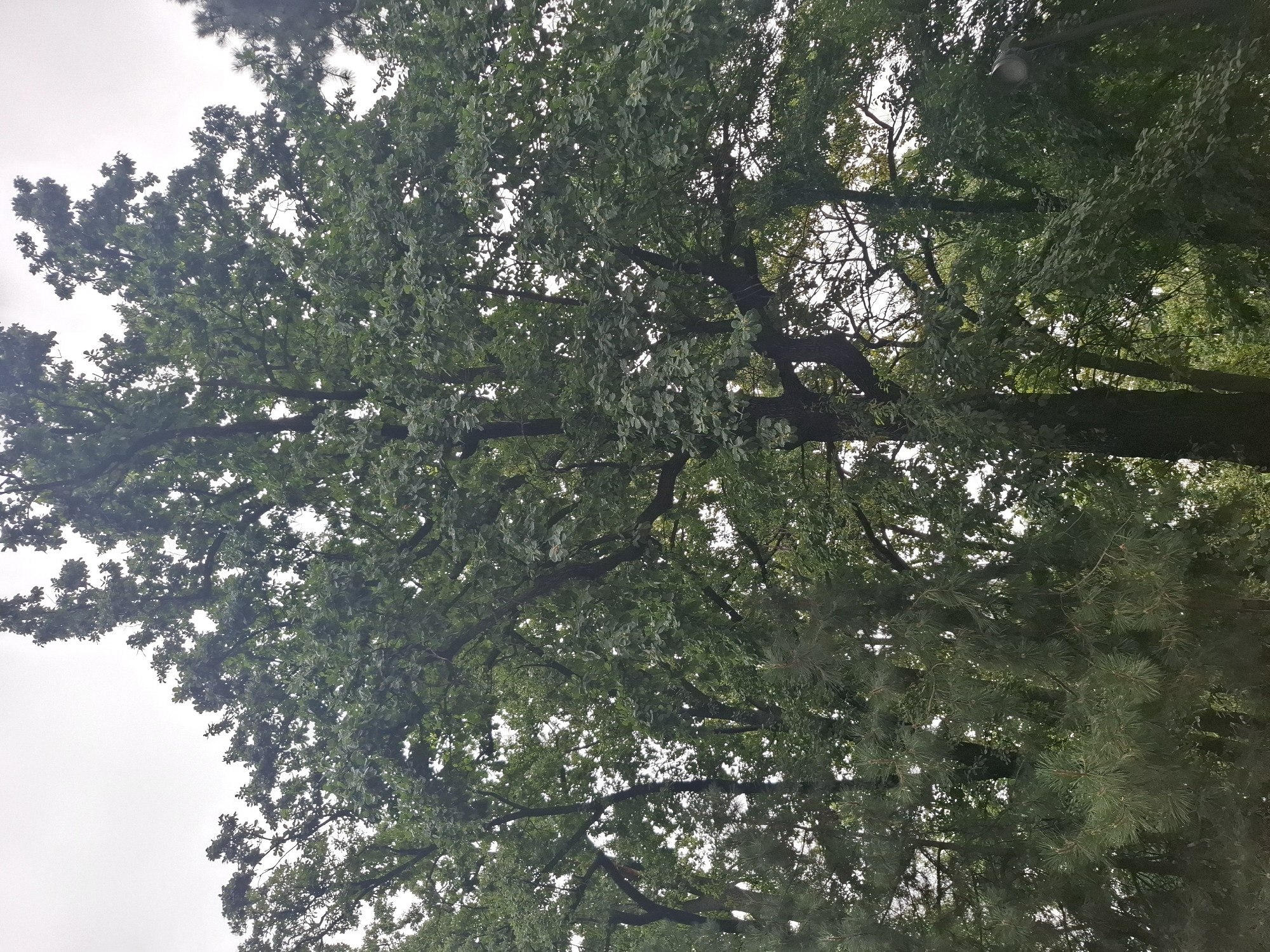 A low-angle medium shot captures the dense foliage of tall trees against a cloudy sky. The dominant tree in the foreground is a large oak with dark bark and an expansive canopy of green leaves. To the left and bottom of the frame, pine trees with their characteristic needle-like foliage are visible. The background is filled with more trees and branches, creating a layered effect. The overall impression is that of a forest or a park area. The image is taken in Almaty, Kazakhstan.