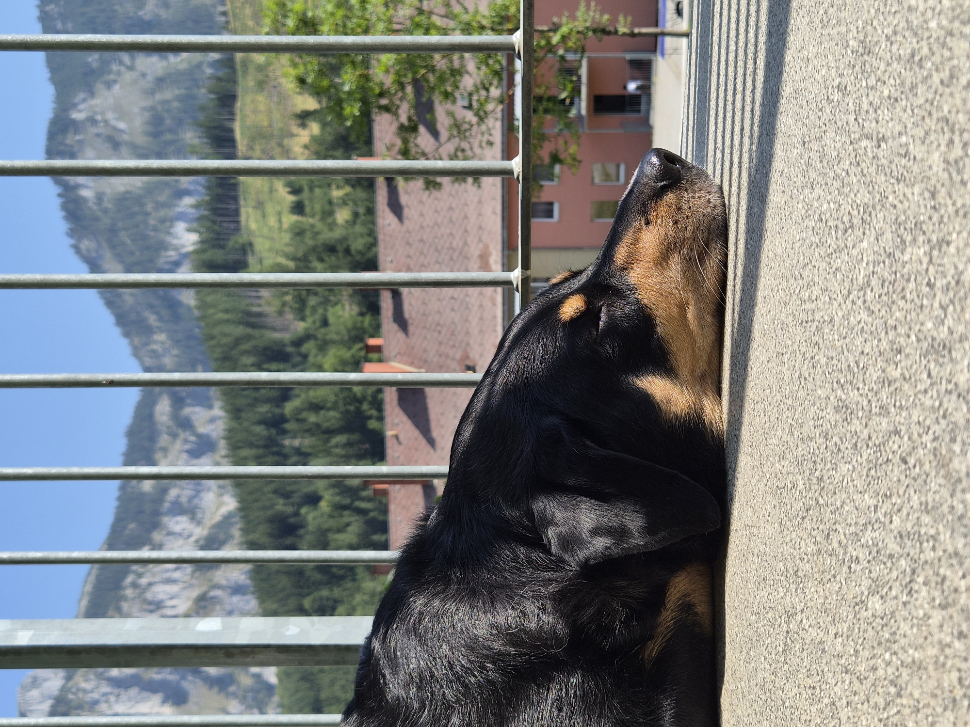 A black and tan dog sleeps on a textured, light-colored surface, likely a balcony or patio, in the foreground of the image. The dog's head is turned to the right, with its eyes closed and snout resting on the surface. Behind the dog, a railing with vertical metal bars obscures the view of a cityscape and mountains. The cityscape consists of reddish-brown roofs and pink buildings. In the background, a lush green forest covers the lower slopes of mountains, with rocky mountain peaks visible in the distance. The sky is clear and blue. The overall scene suggests a peaceful, warm day. The context of Eisenerz, Austria, suggests this is a view from a residential area in or near the town, likely offering a view of the surrounding mountainous terrain characteristic of the region.