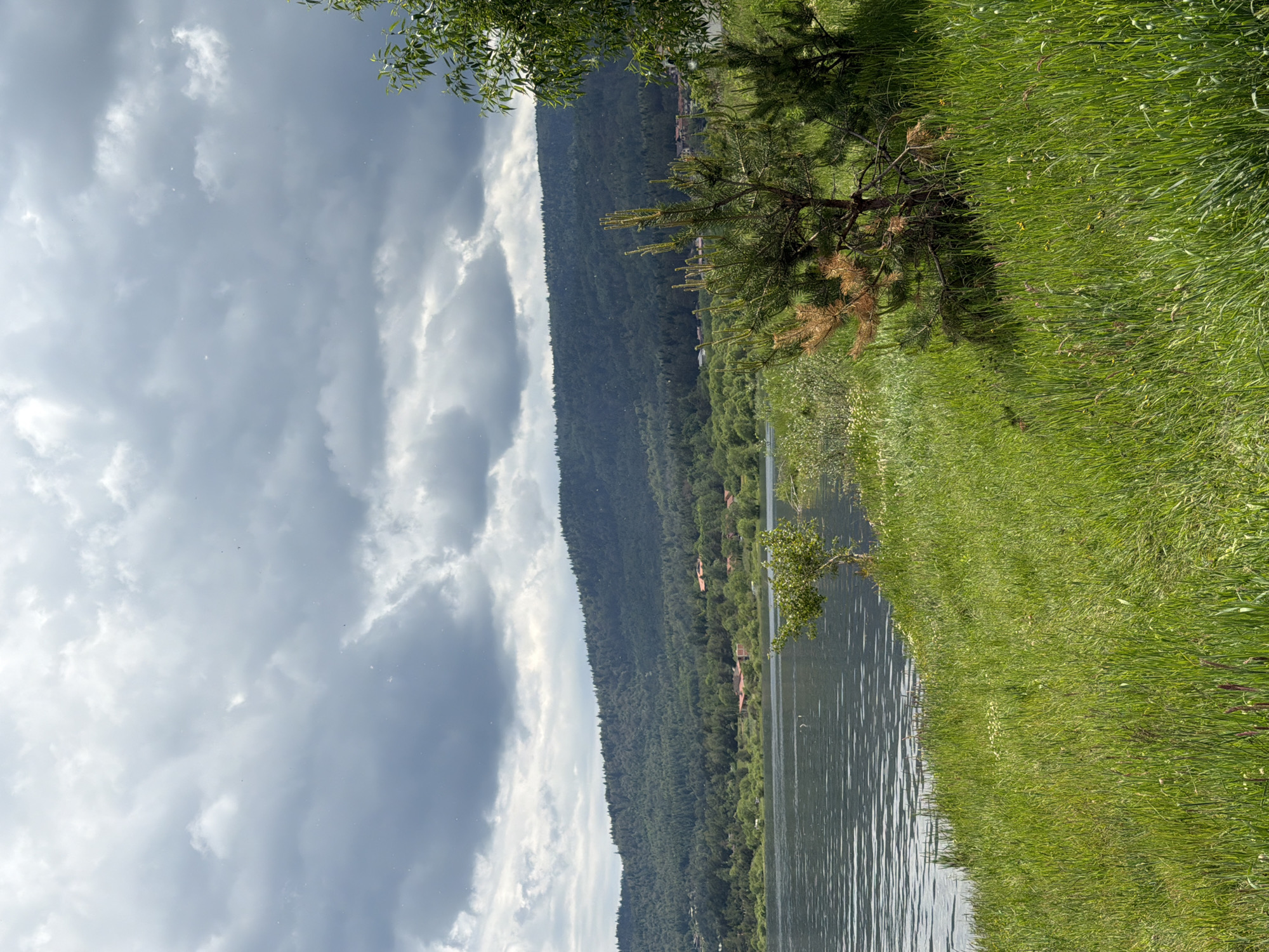 This image depicts a natural landscape in Tsigov chark, Bulgaria, under an overcast sky. The upper third of the frame is dominated by a dense formation of grey and white clouds, with numerous small, bright particulate specks, possibly pollen or insects, visible against the dark sky. A large body of water, likely a lake or reservoir, occupies the middle-ground, displaying gentle ripples on its calm, reflective surface.
Across the water, a densely forested mountain range forms the background, appearing dark green and undulating. Several buildings with distinct red roofs are sparsely distributed among the trees on the lower slopes of the distant mountains, indicating a human settlement.
The foreground is characterized by lush, tall green grass, interspersed with small, light-colored wildflowers. On the right side of the foreground, two young evergreen trees, likely pines, are prominent, exhibiting both healthy green needles and patches of dried brown foliage. A smaller, deciduous tree with light green leaves stands closer to the water's edge in the mid-left foreground. The upper right corner reveals the partial foliage of another deciduous tree, casting a slight shadow on the surrounding grass. No people or animals are visible in the scene.