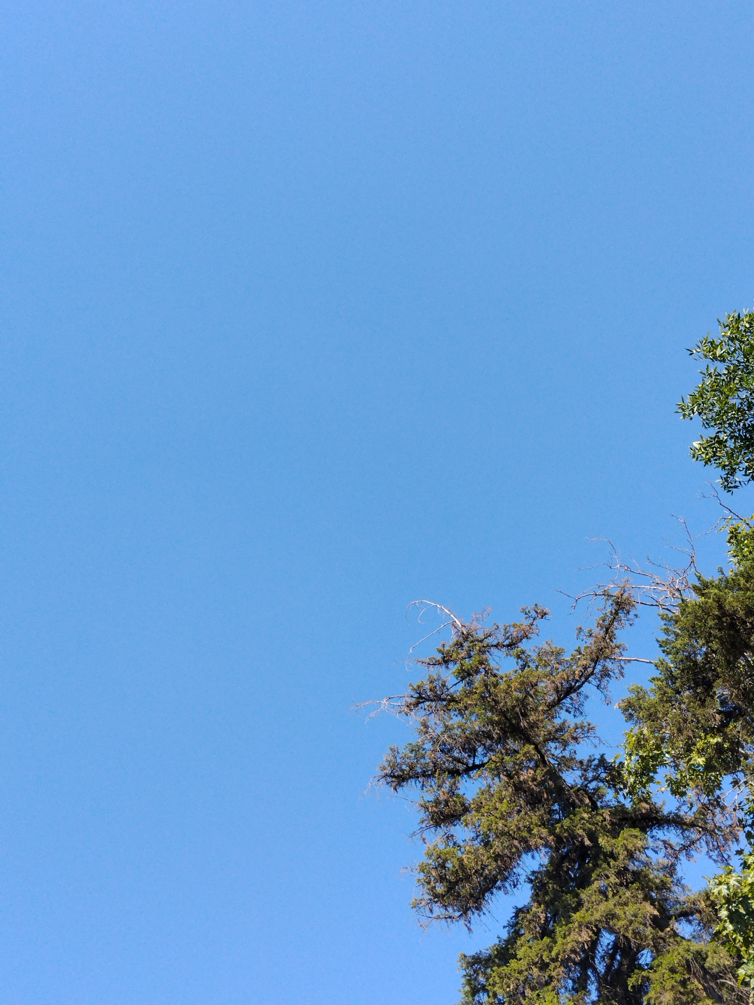 This image shows a clear blue sky with the tops of trees in the upper right and lower right corners. The trees appear to be evergreen, with branches extending upwards. The sky is a solid, uninterrupted blue, suggesting a sunny day. The scene is devoid of any human presence, activity, or urban infrastructure, making it impossible to determine a specific location within Tashkent, Uzbekistan, or any city at all. The image captures a natural element against a vast sky.