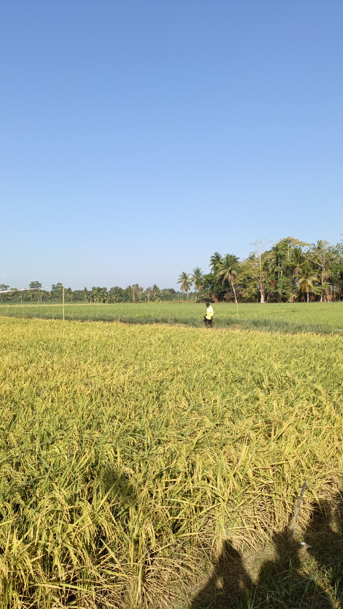 In Batarang, Indonesia, a person wearing a yellow shirt walks through a golden-green rice paddy under a clear blue sky. The field is lush with ripe rice stalks, suggesting an autumn harvest. Coconut trees and other foliage border the paddy, creating a scenic rural landscape. A white net structure, possibly for a volleyball court, stands in the distance, hinting at recreational activities in the area. The sun casts shadows on the ground, indicating a bright, sunny day.