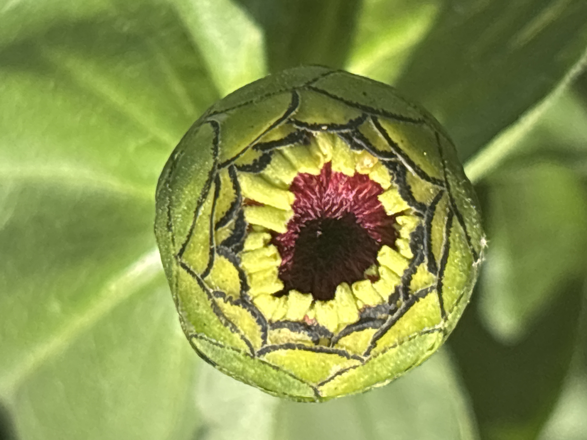 The image is a close-up, top-down view of a partially opened flower bud. The outer sepals are green, with dark lines creating a patterned effect. Visible inside the sepals are yellow petals, and at the very center, a dark reddish-purple core. The background is filled with out-of-focus green foliage, suggesting an outdoor natural setting. The image does not provide any information about the location in Январцев ауылдық округі, Kazakhstan, nor does it depict any people, actions, or interactions.