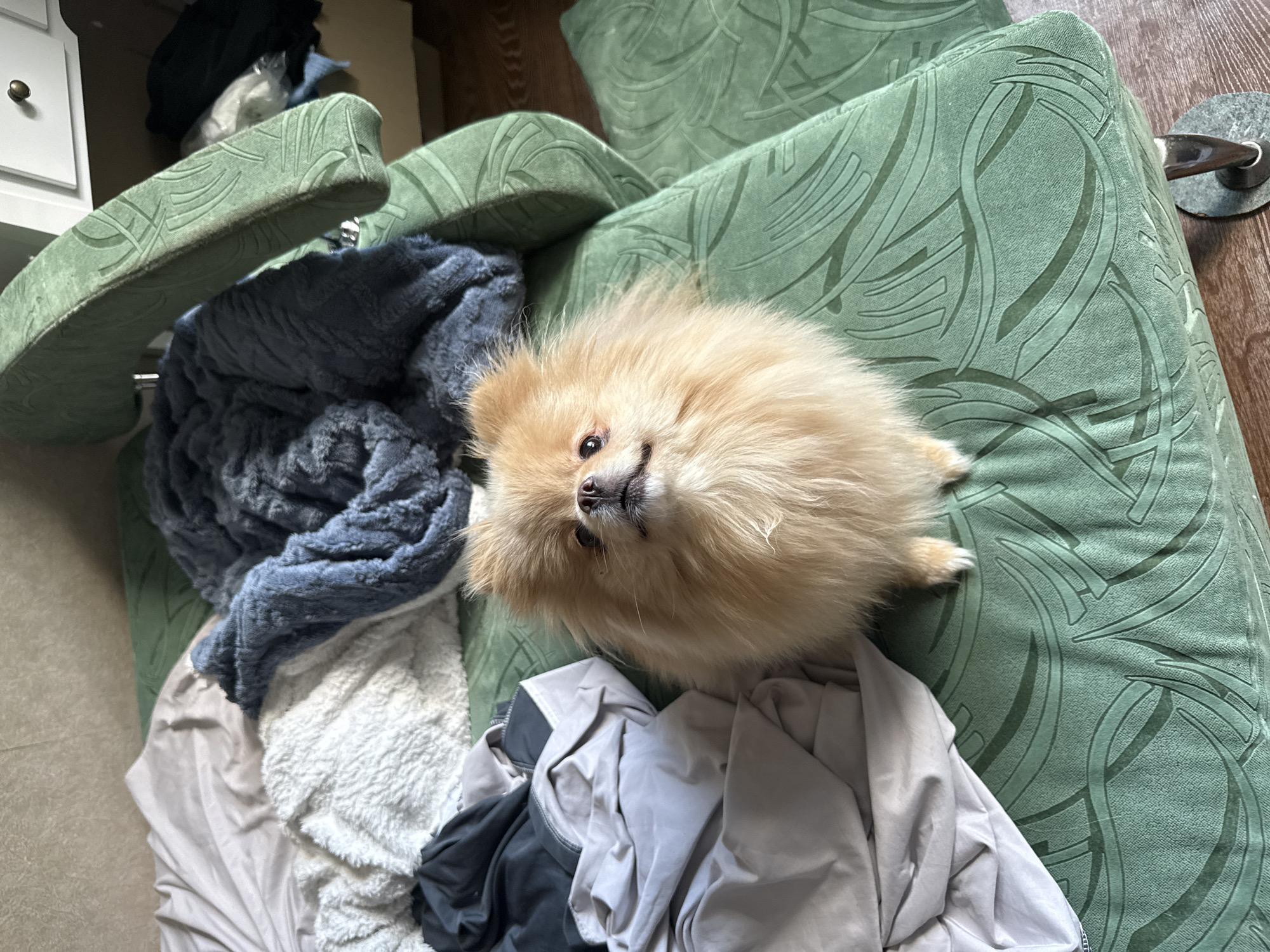 A pomeranian dog is sitting on a green patterned couch with several folded blankets and sheets piled on top of it. The dog is light brown with fluffy fur and is looking upwards. The couch has a textured pattern and is situated in an indoor environment. The background shows a wall and a white dresser.