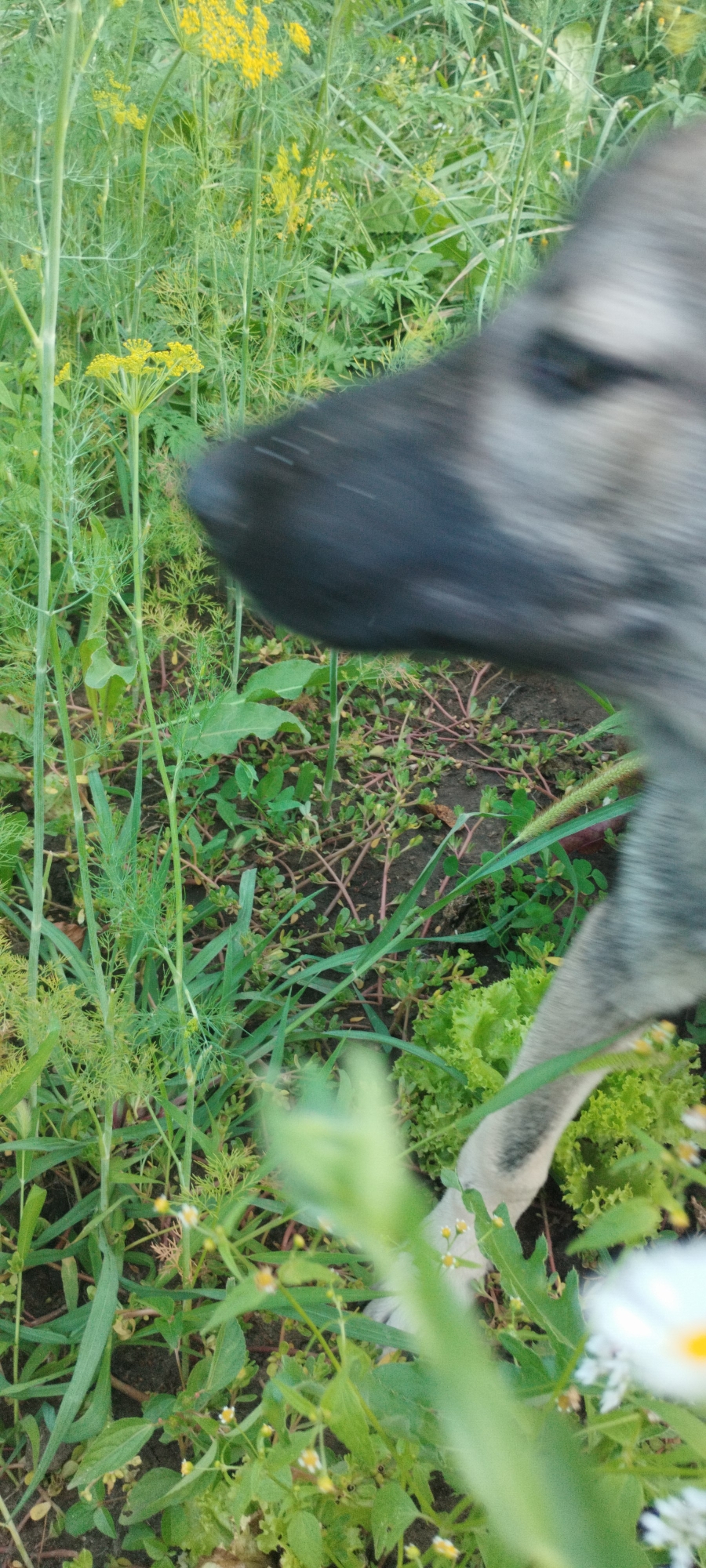 A dog's muzzle is in sharp focus in the foreground of a blurred image. The dog is gray and black, with its nose pointed downwards towards a patch of lettuce. Behind the dog, there are tall green plants with small yellow flowers, possibly dill. The ground is covered in dark soil with some sparse green vegetation. The scene appears to be an outdoor garden or field, likely in a rural or suburban area of Yaroslavskaya, Russia.